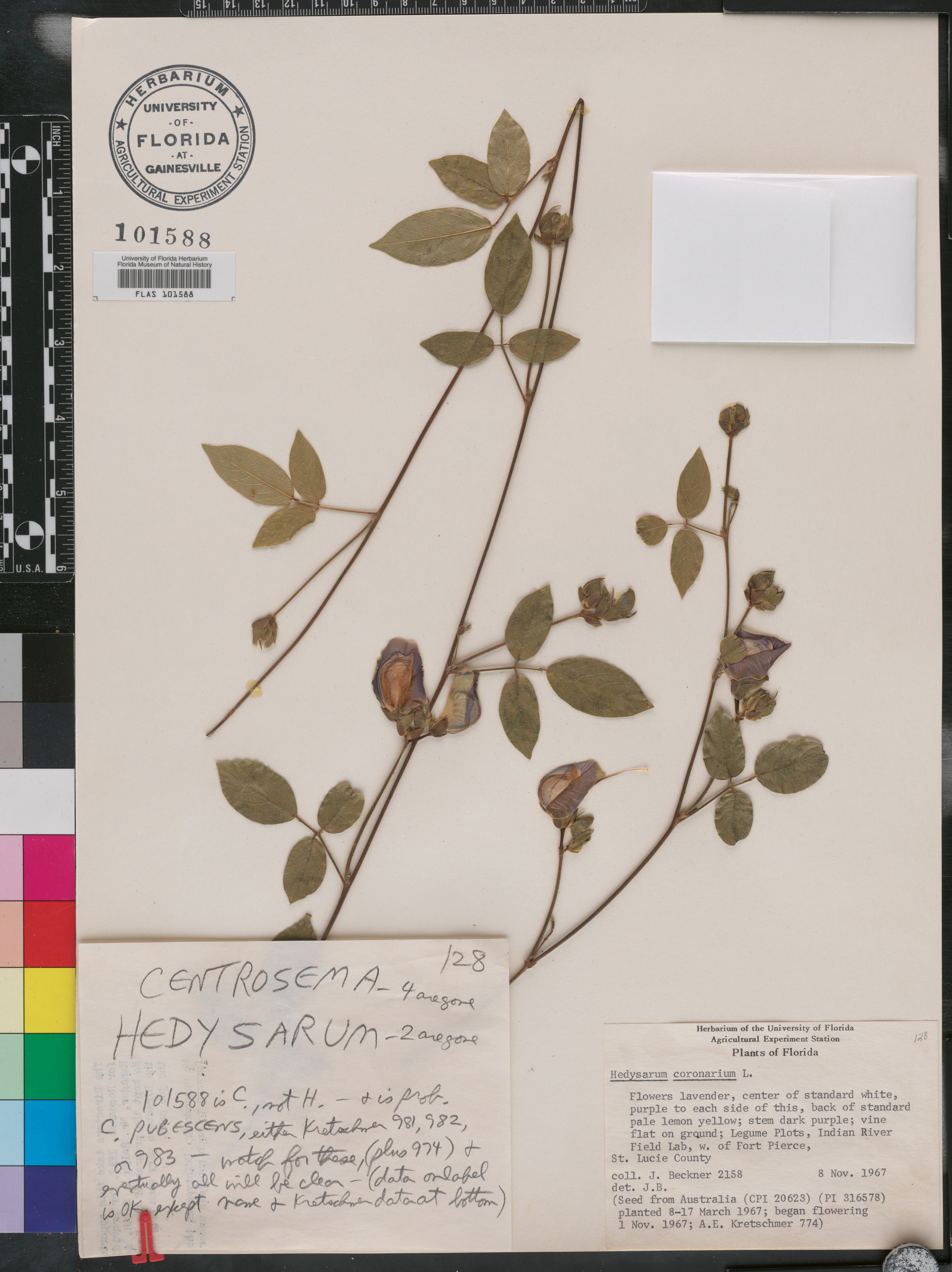 Hedysarum coronarium image