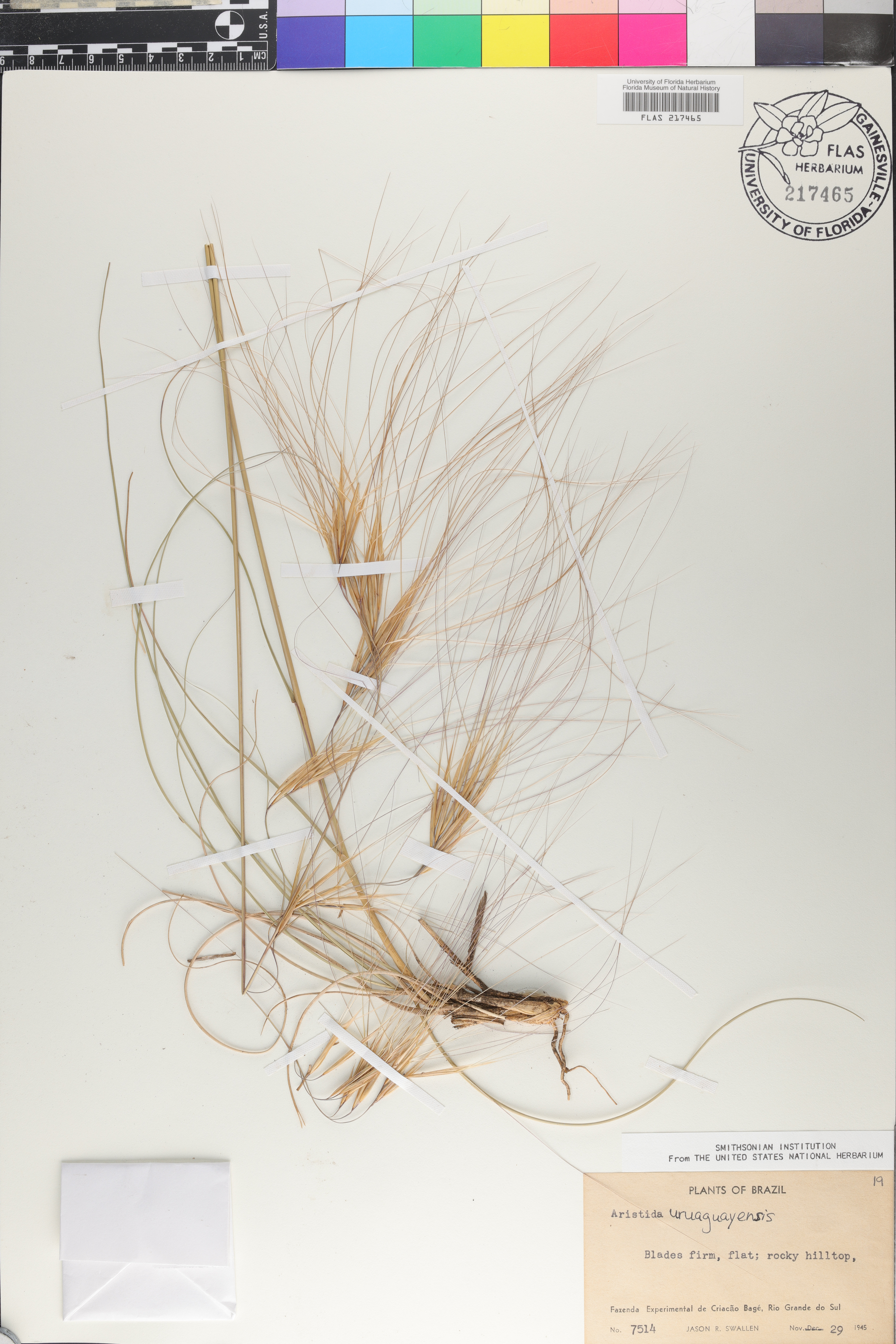 Aristida uruguayensis image