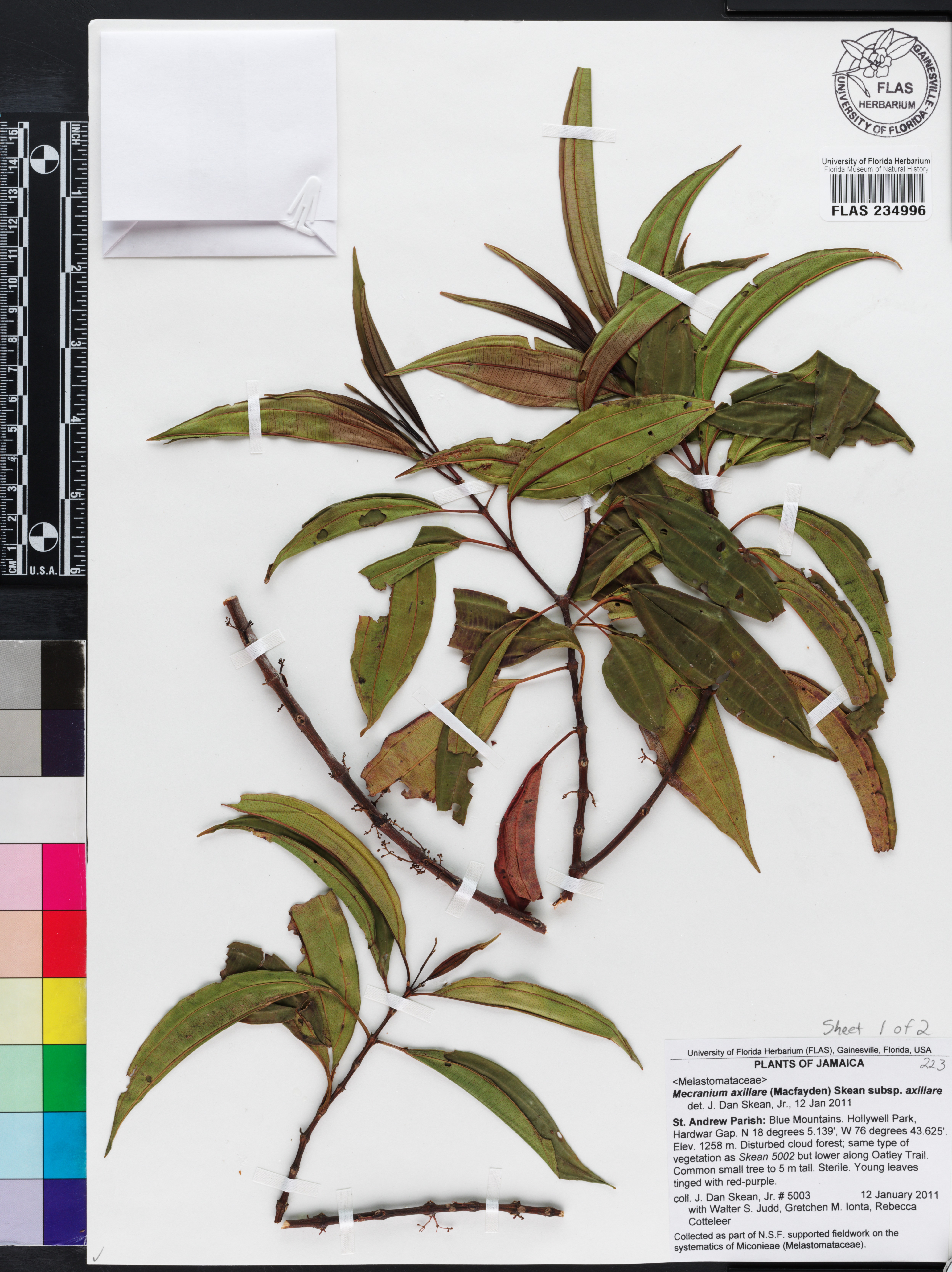Miconia axillaris subsp. axillaris image