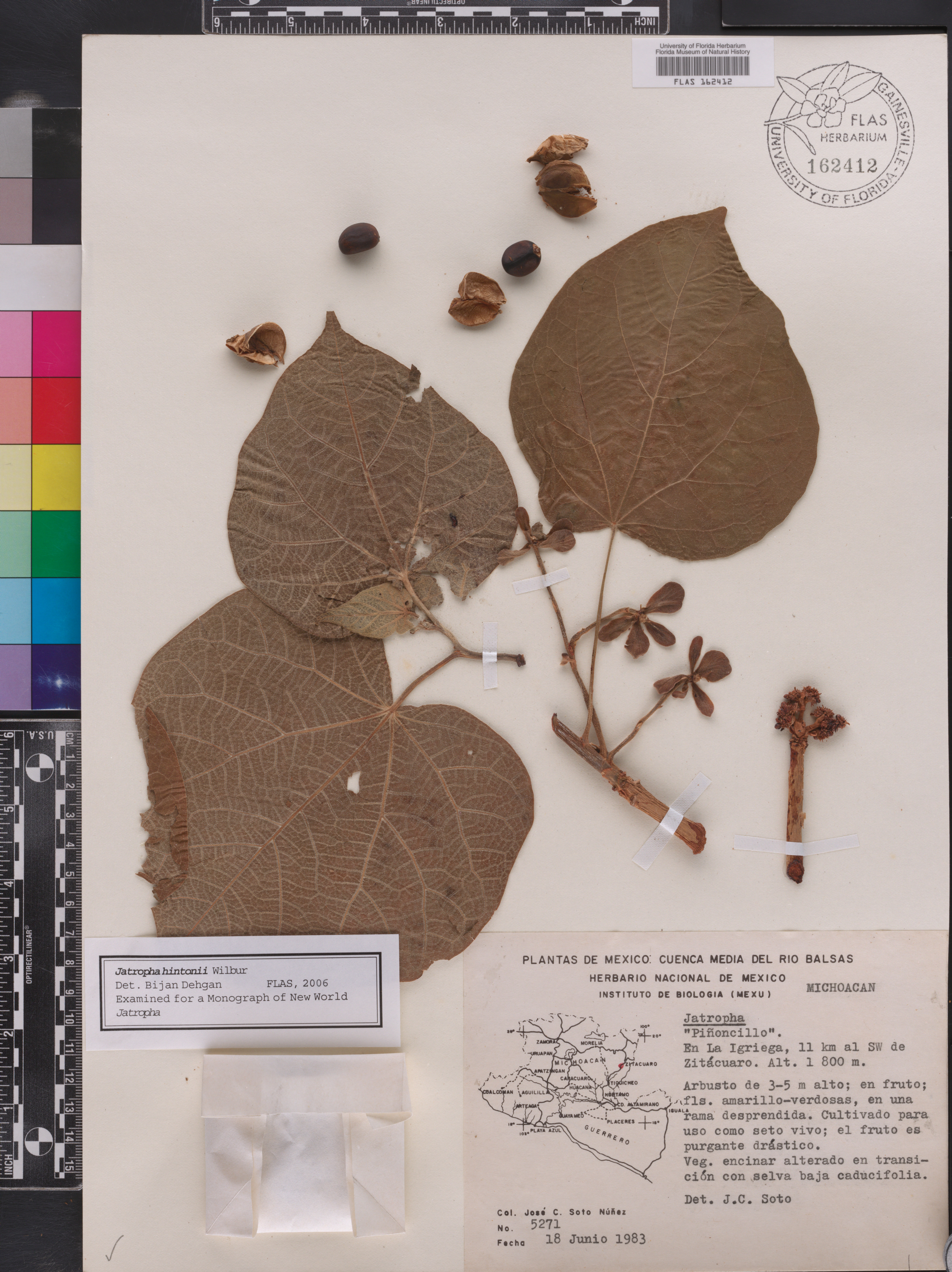 Jatropha hintonii image