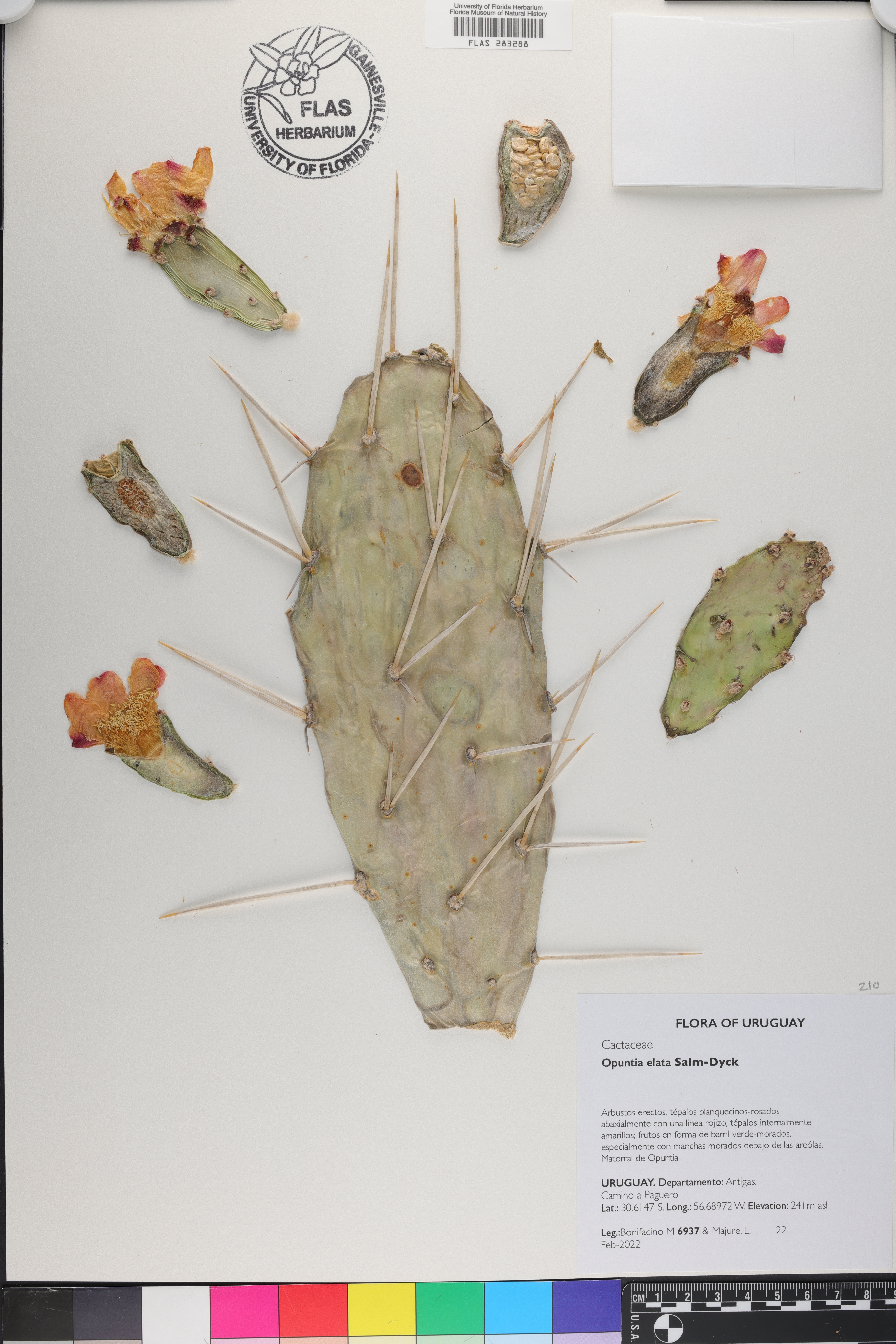 Opuntia elata image