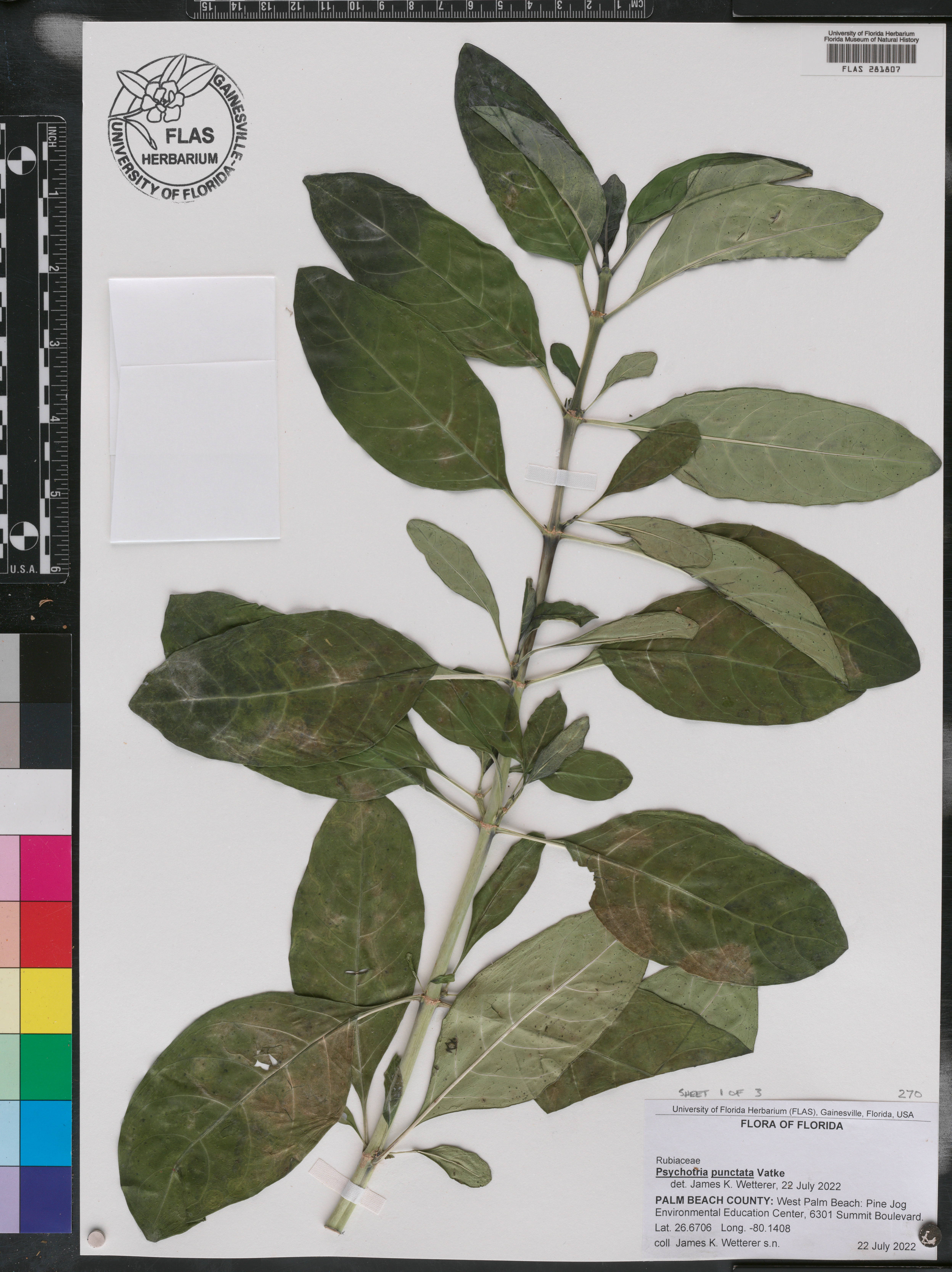 Psychotria punctata image