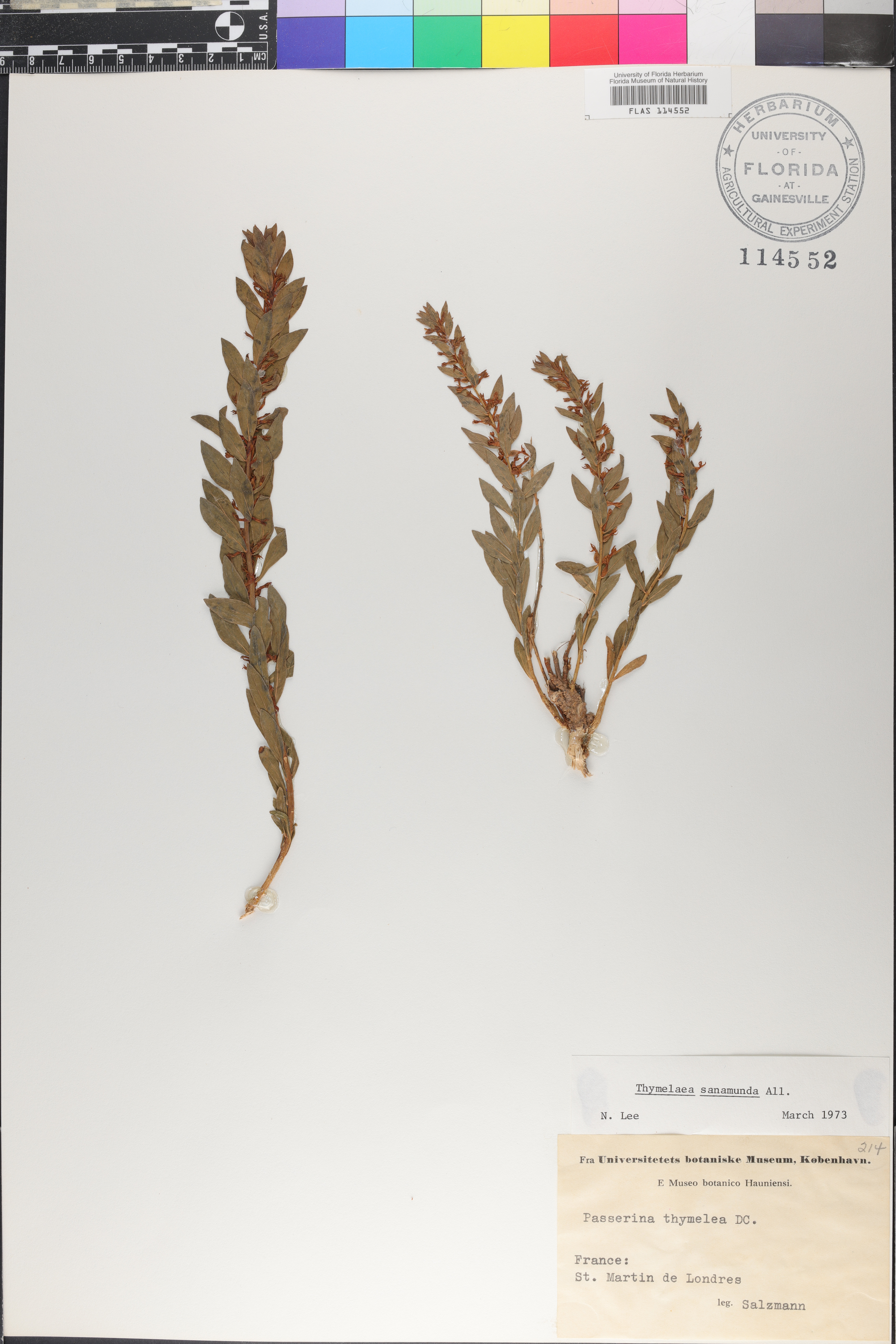 Thymelaea sanamunda image
