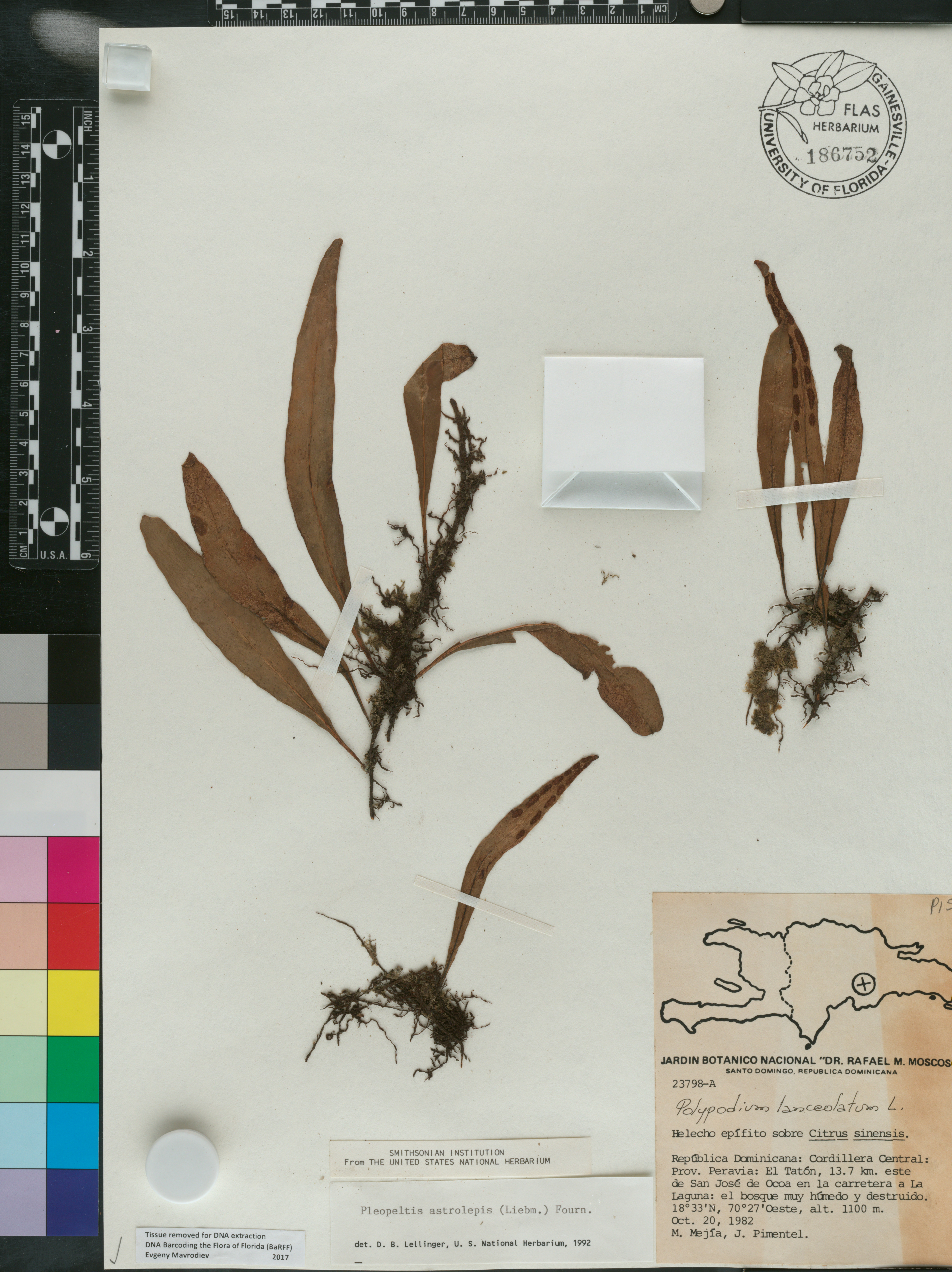 Pleopeltis astrolepis image
