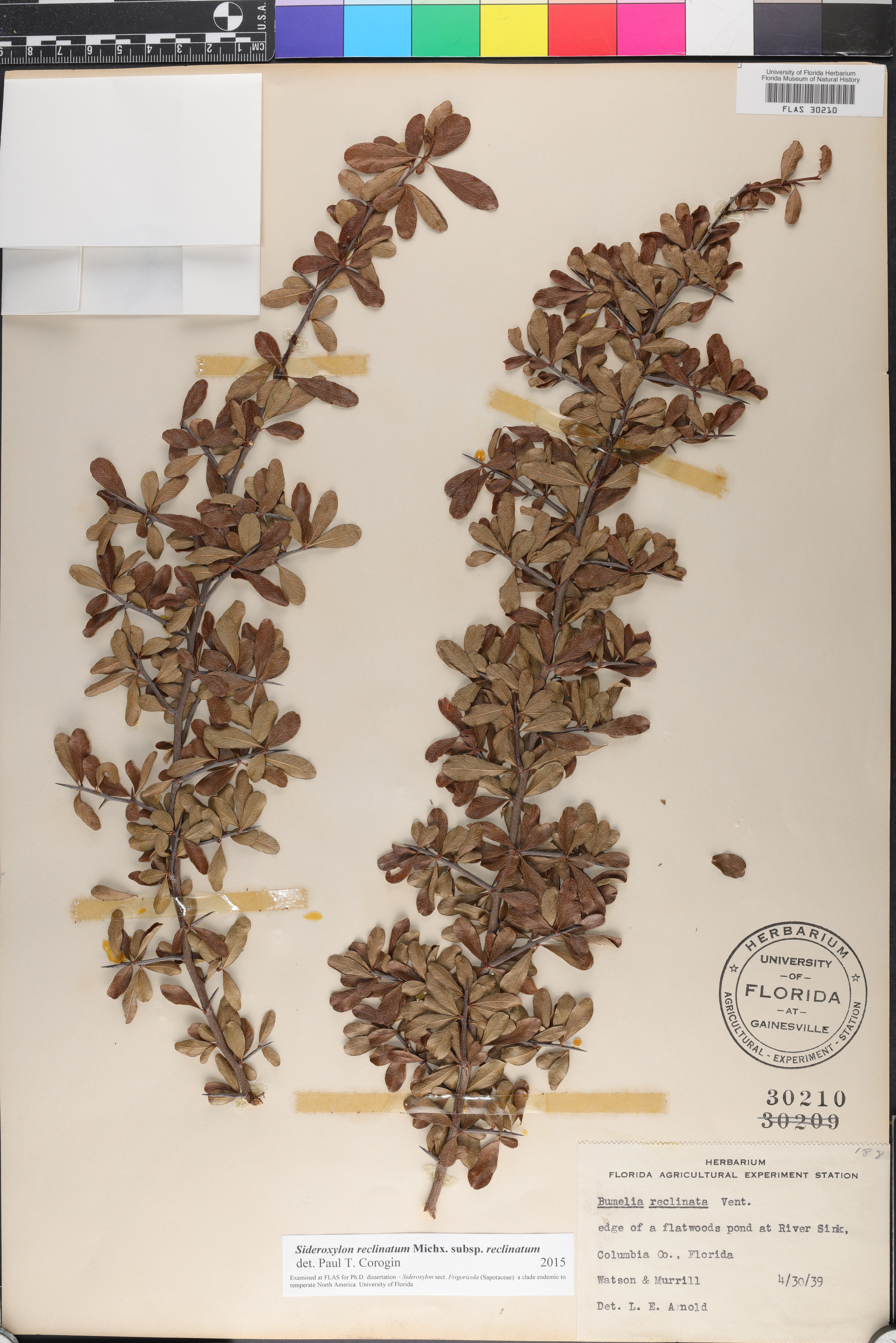 Sideroxylon reclinatum subsp. reclinatum image