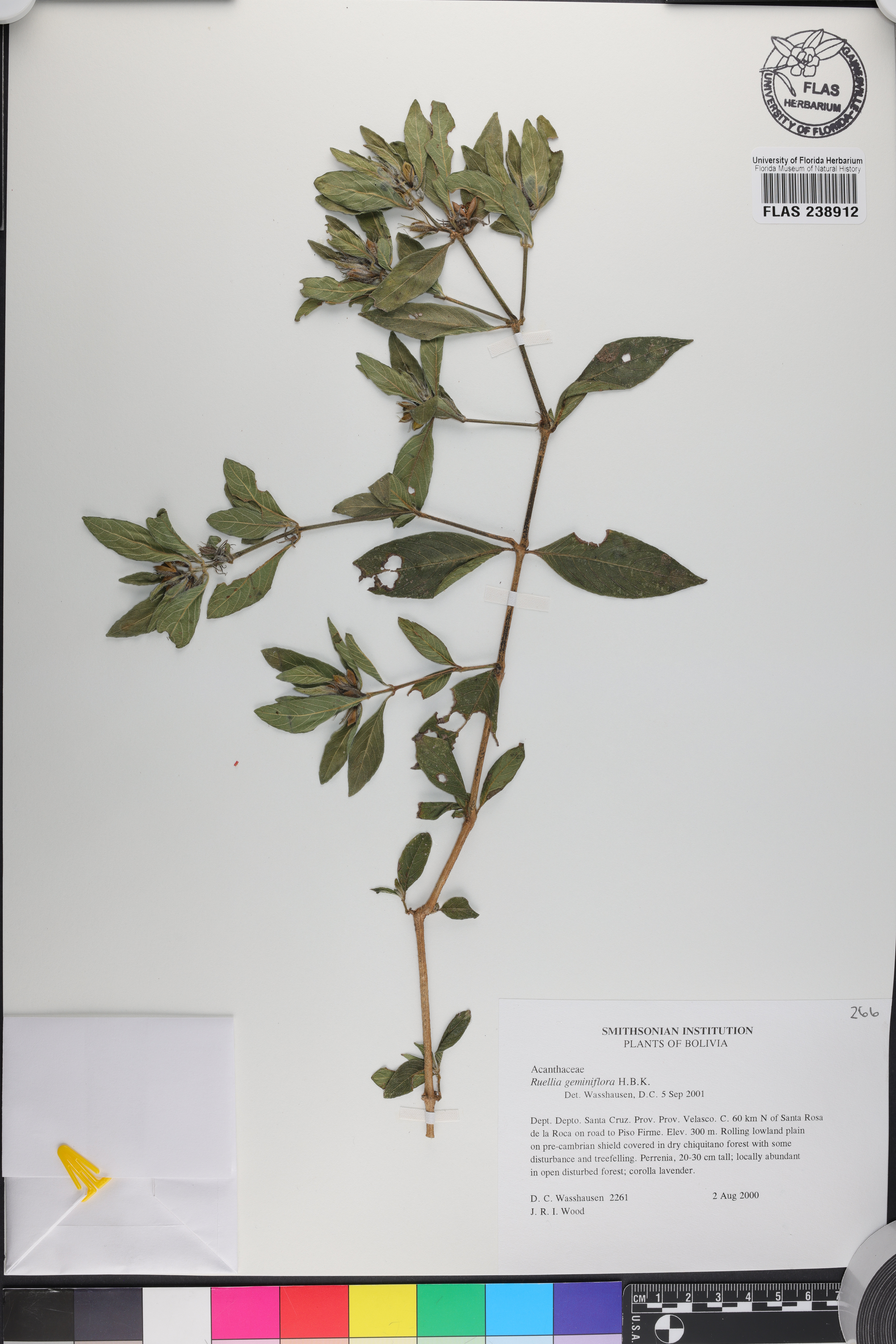 Ruellia geminiflora image