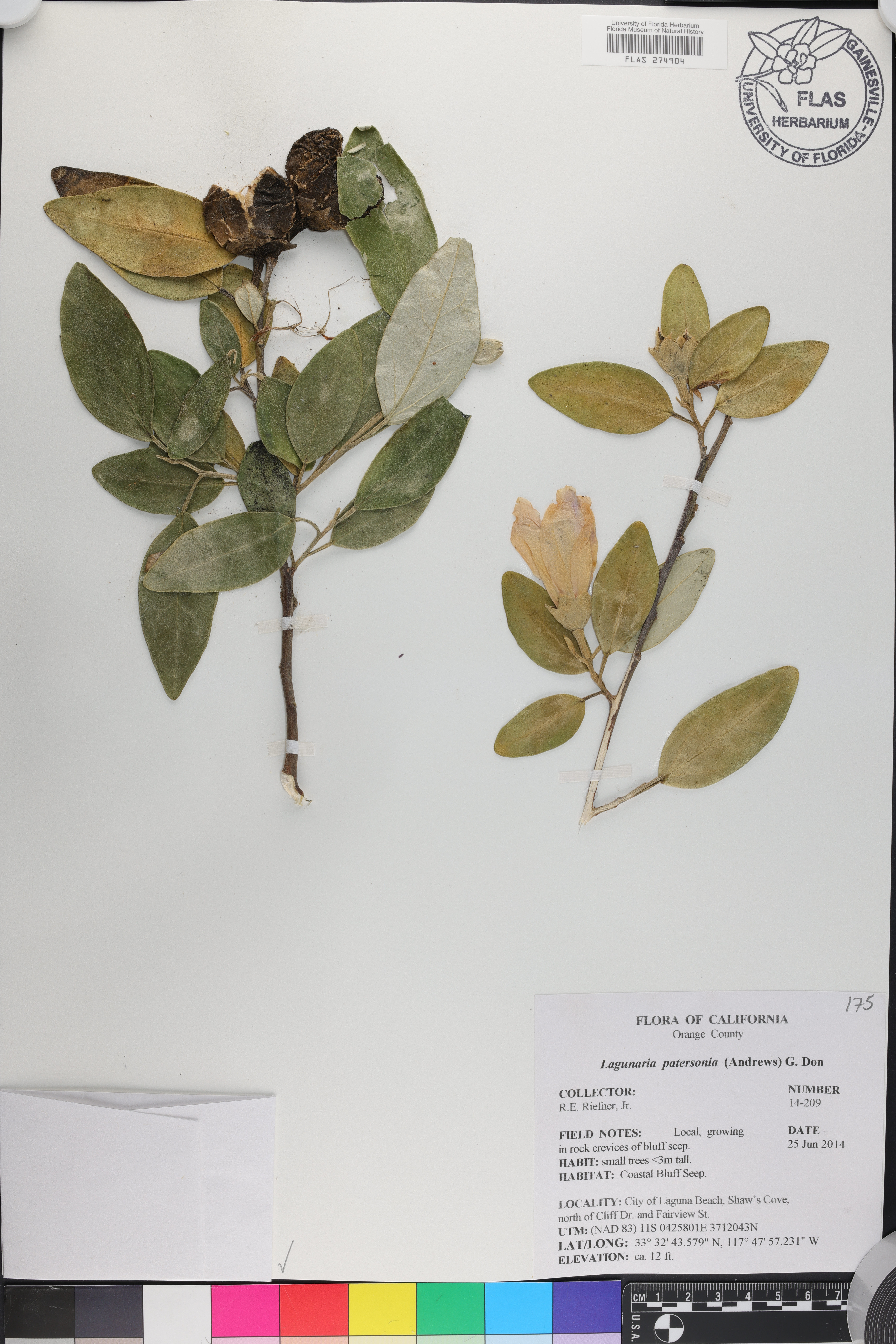 Lagunaria patersonia image