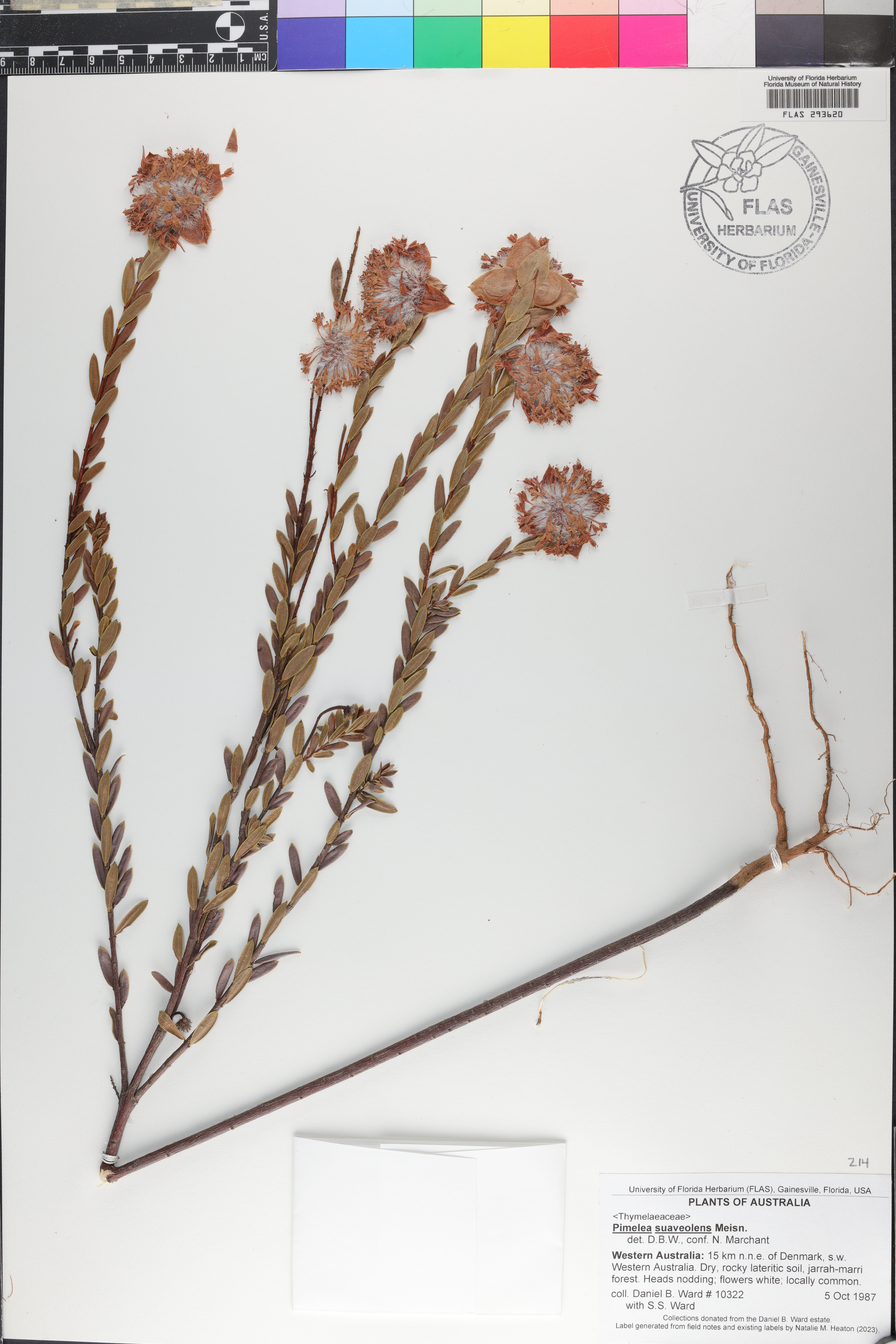 Pimelea suaveolens image