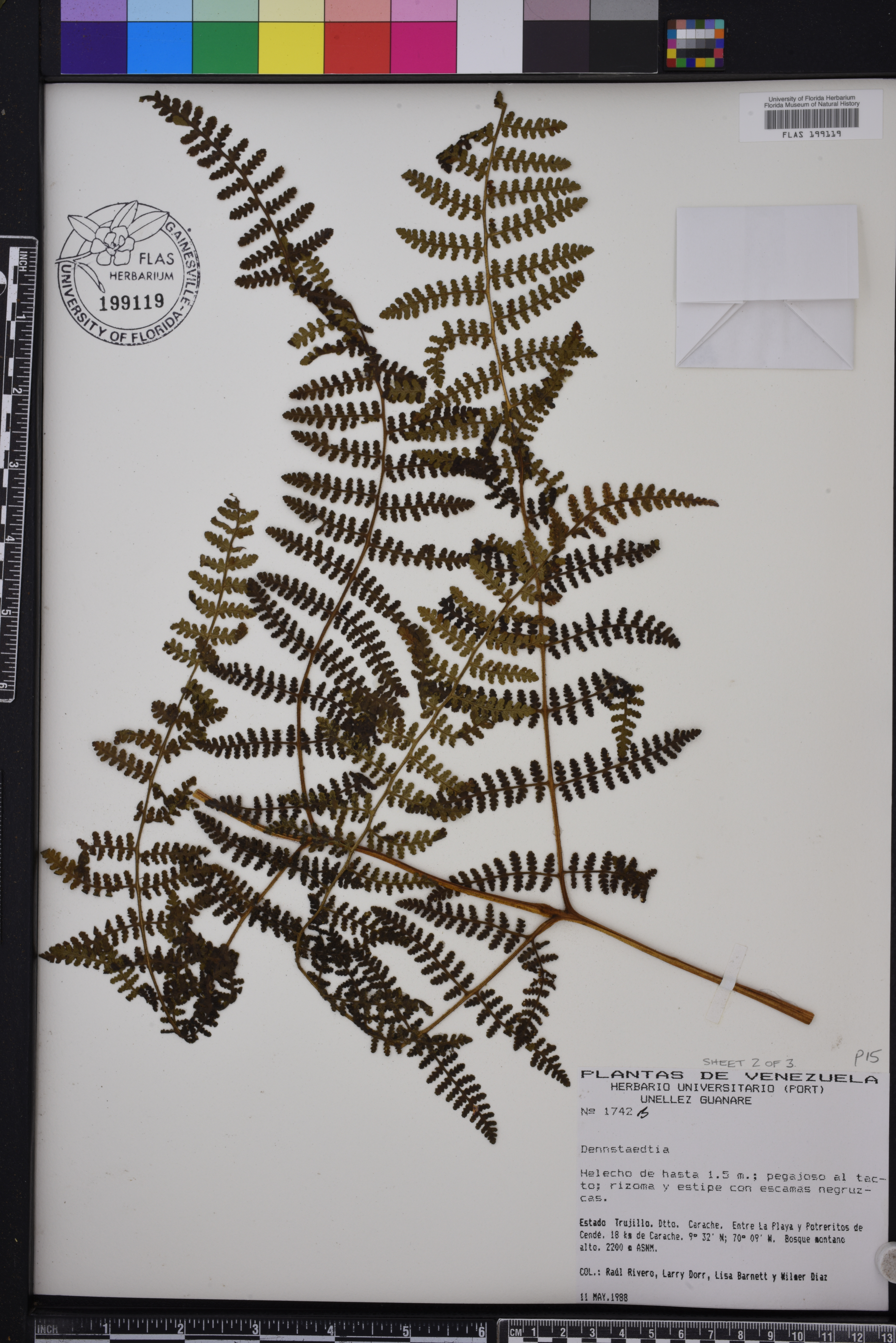 Dennstaedtia obtusifolia image