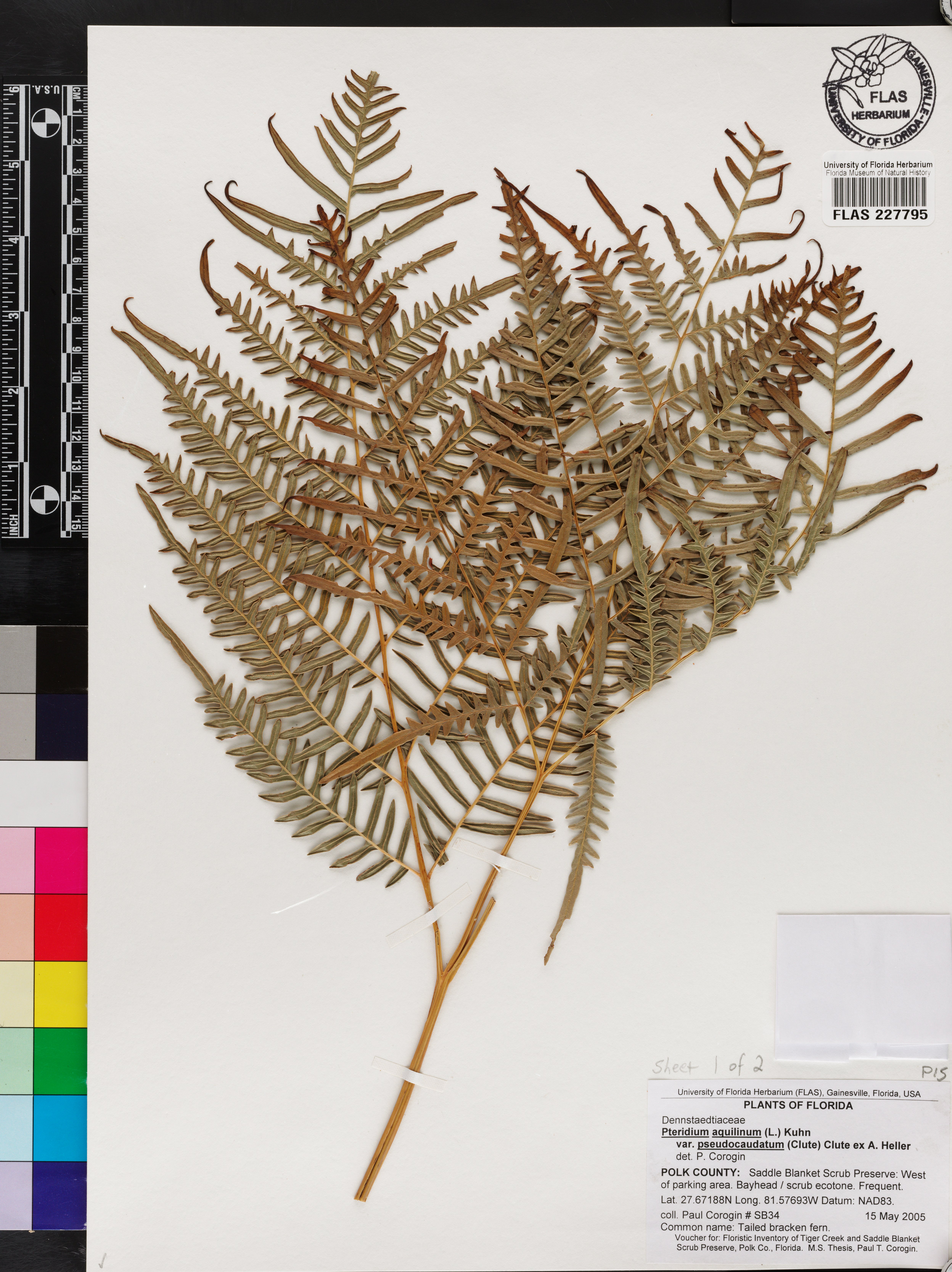 Pteridium aquilinum subsp. pseudocaudatum image