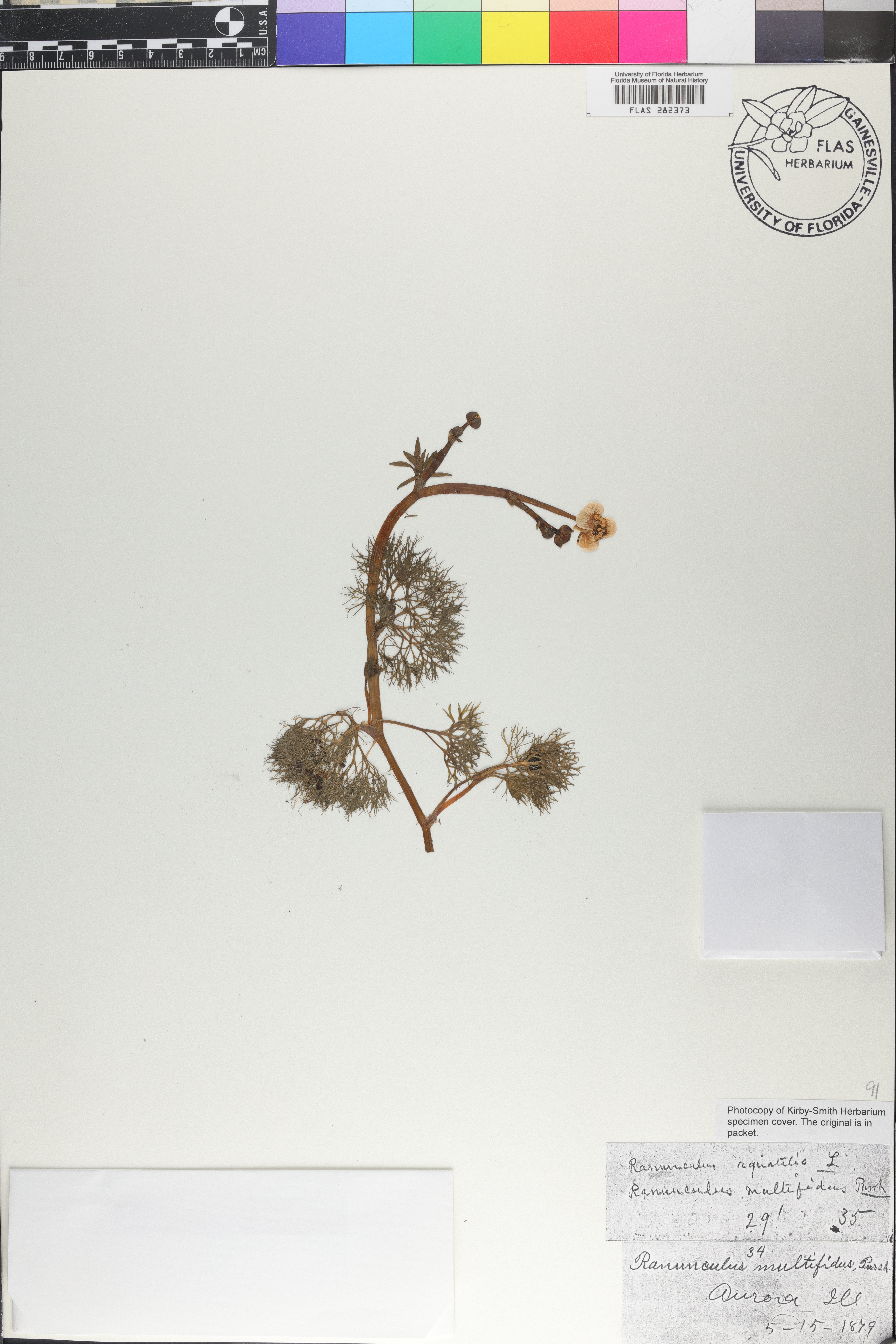 Ranunculus multifidus image