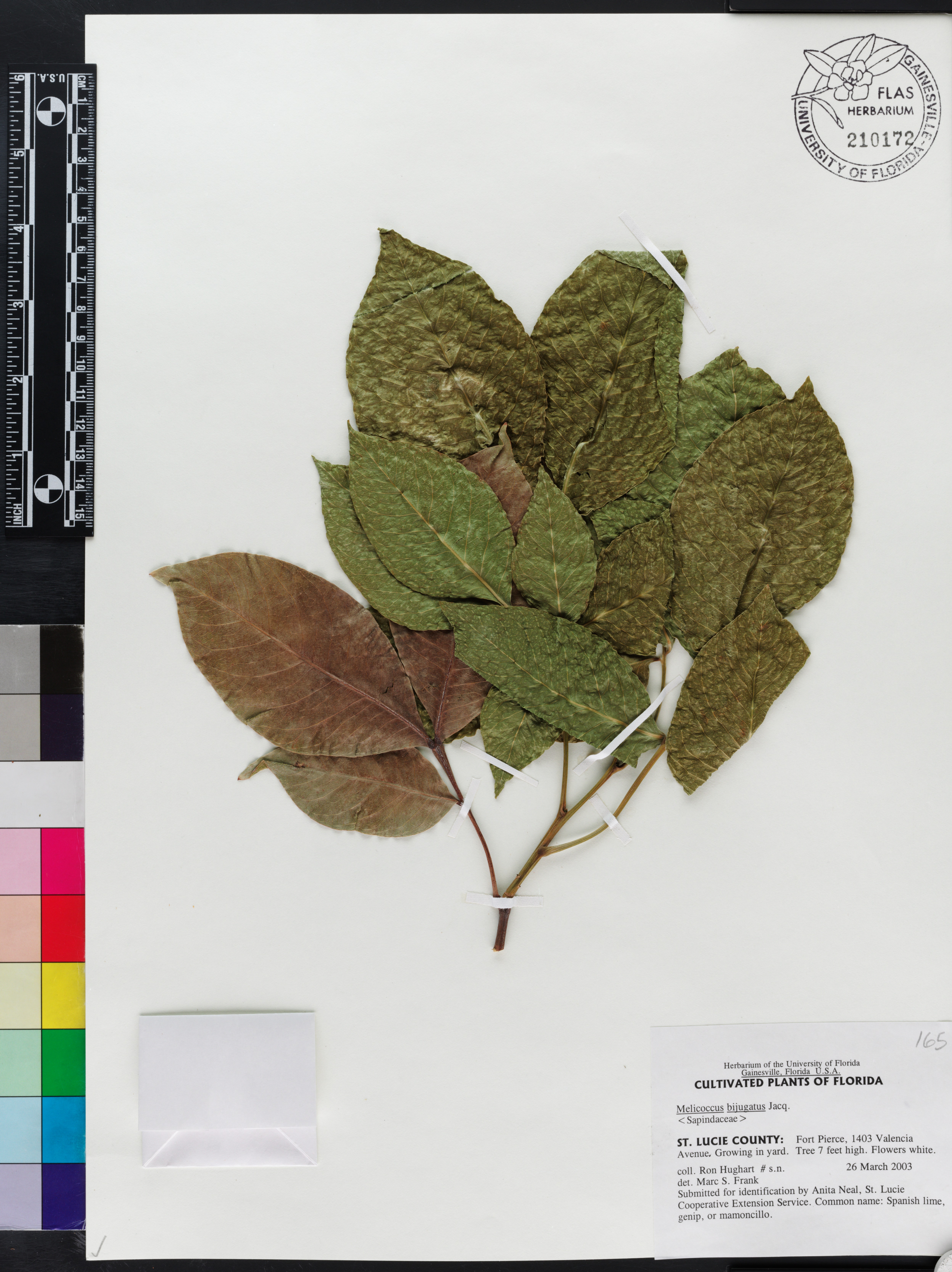 Melicoccus bijugatus image
