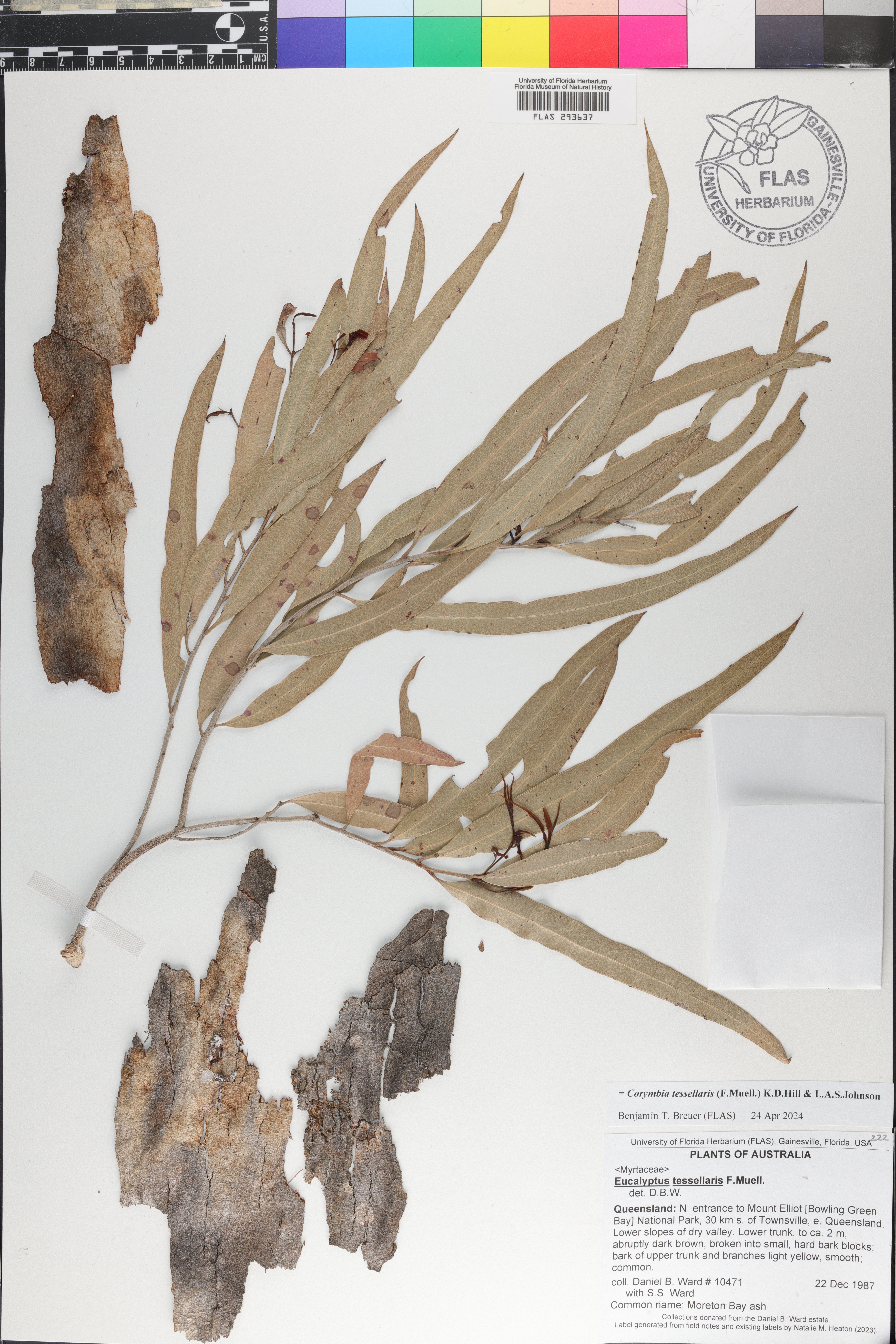 Corymbia tessellaris image