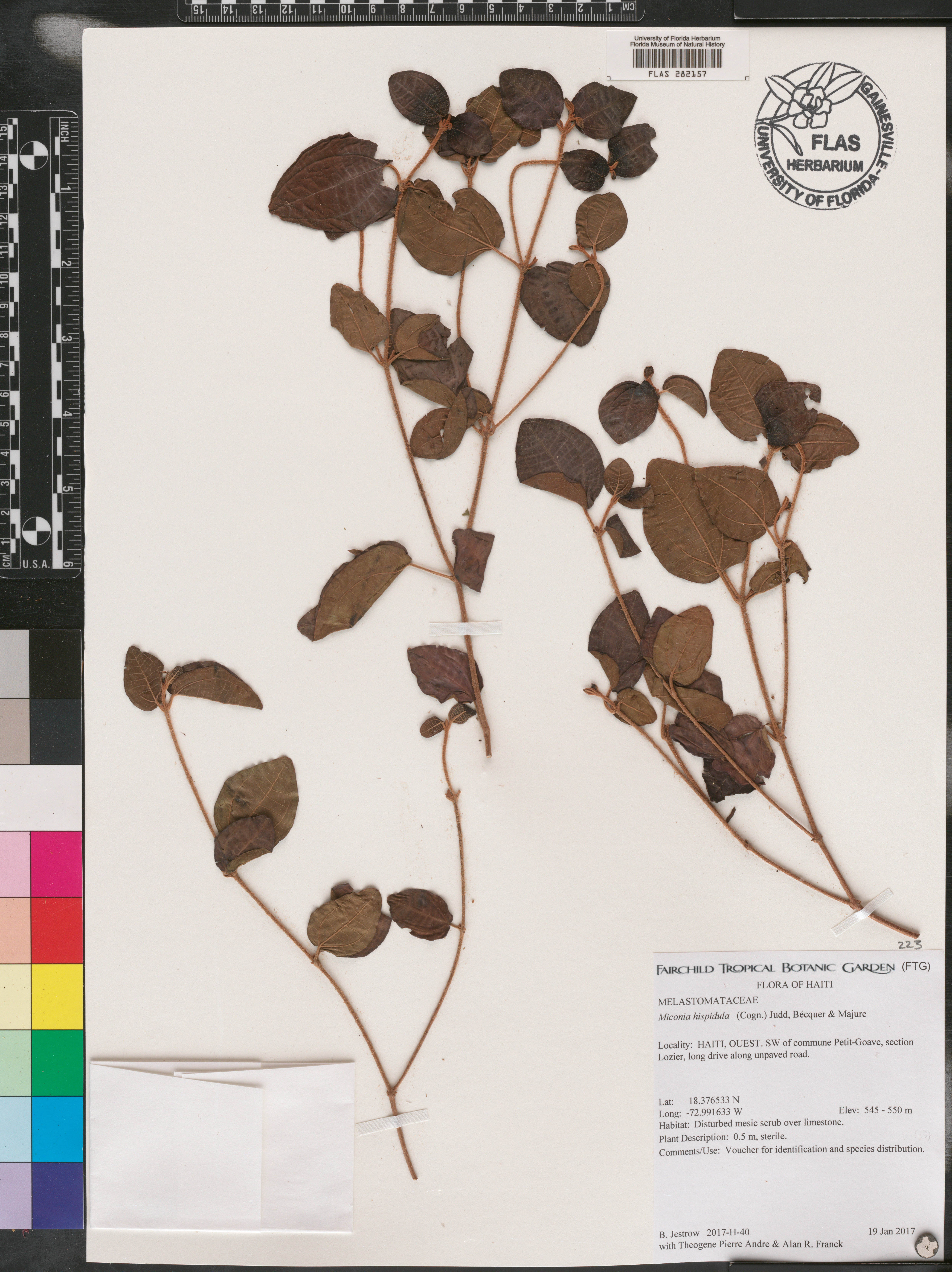 Miconia hispidula image
