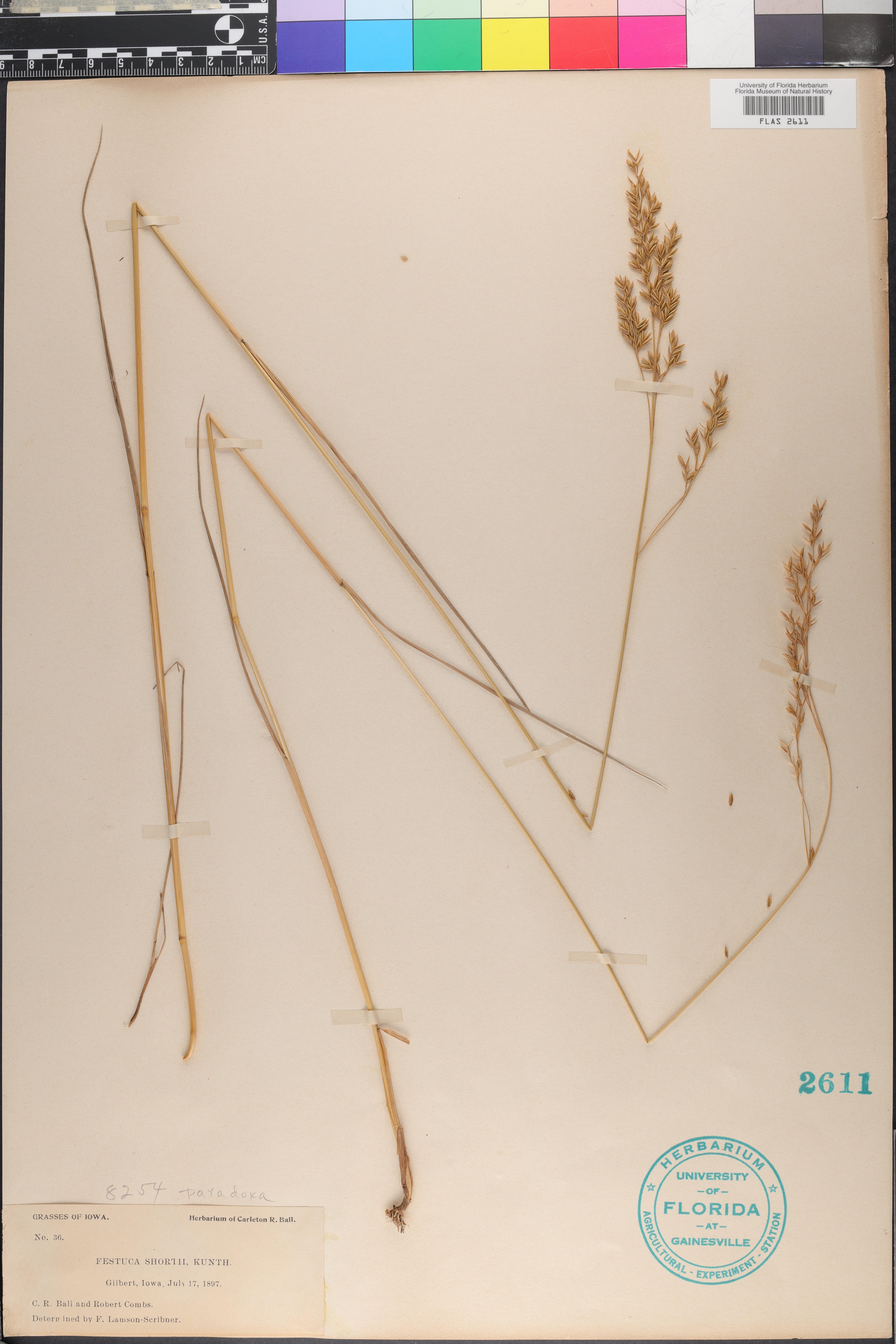 Festuca shortii image