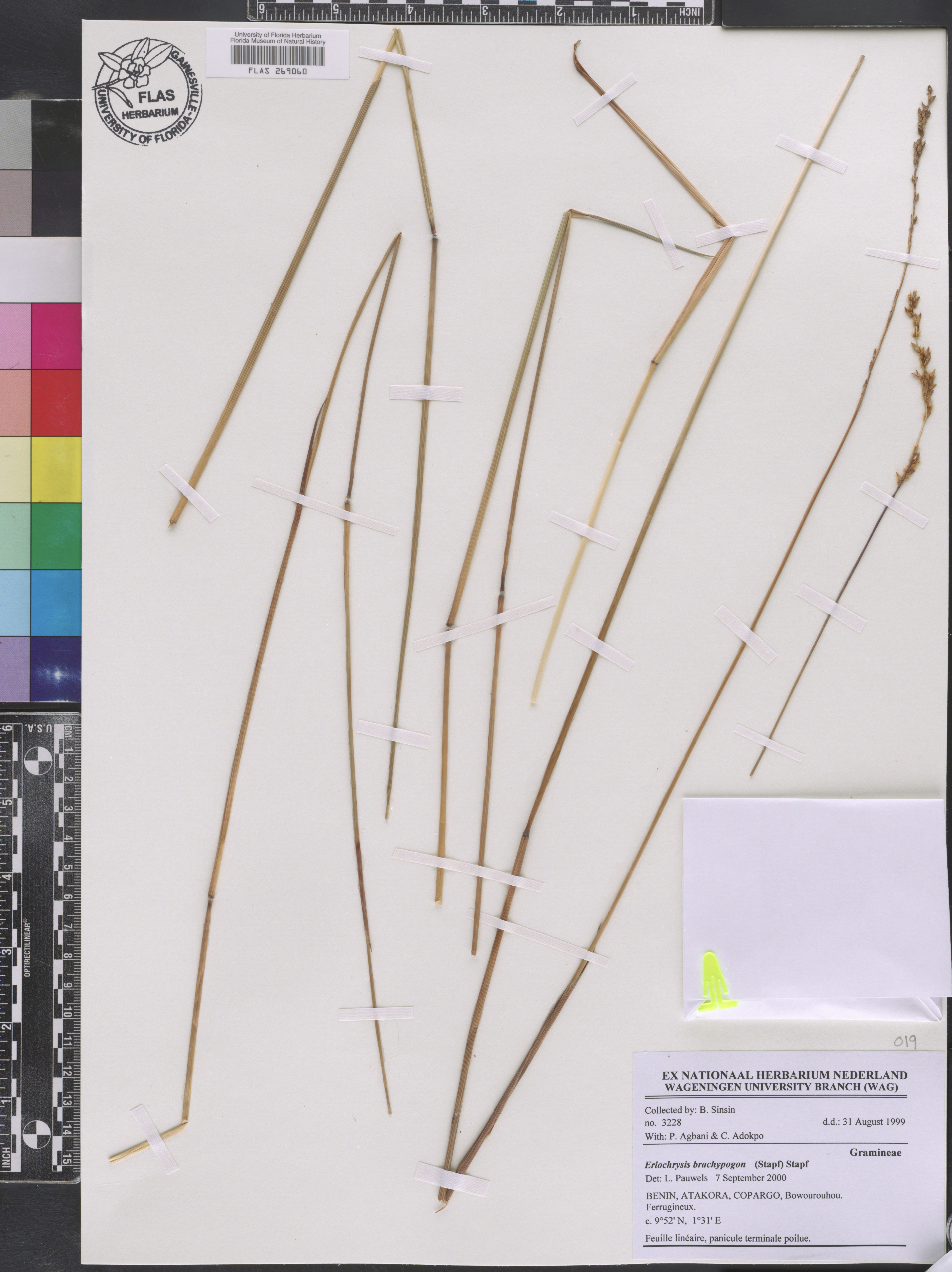Eriochrysis brachypogon image