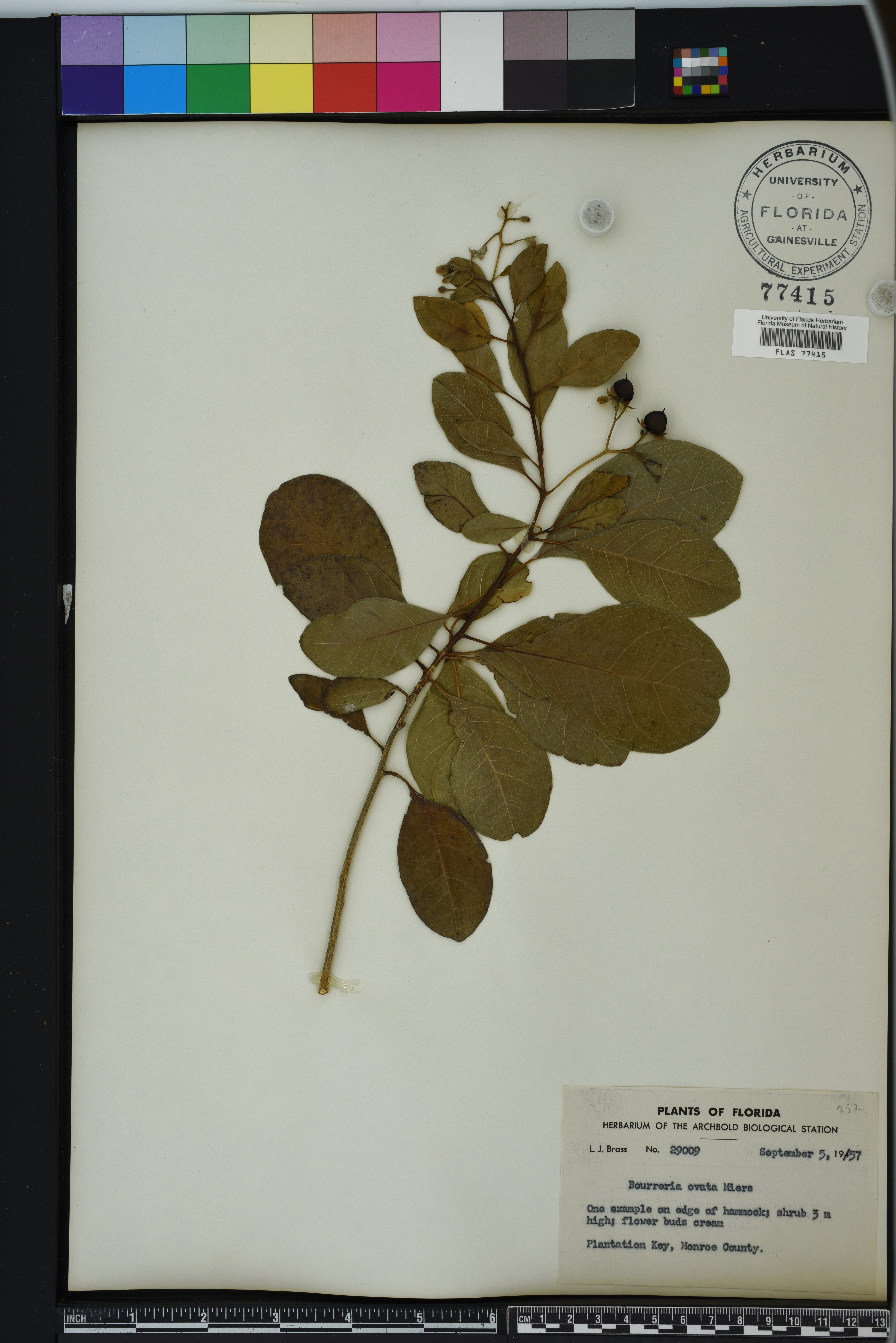 Bourreria succulenta image