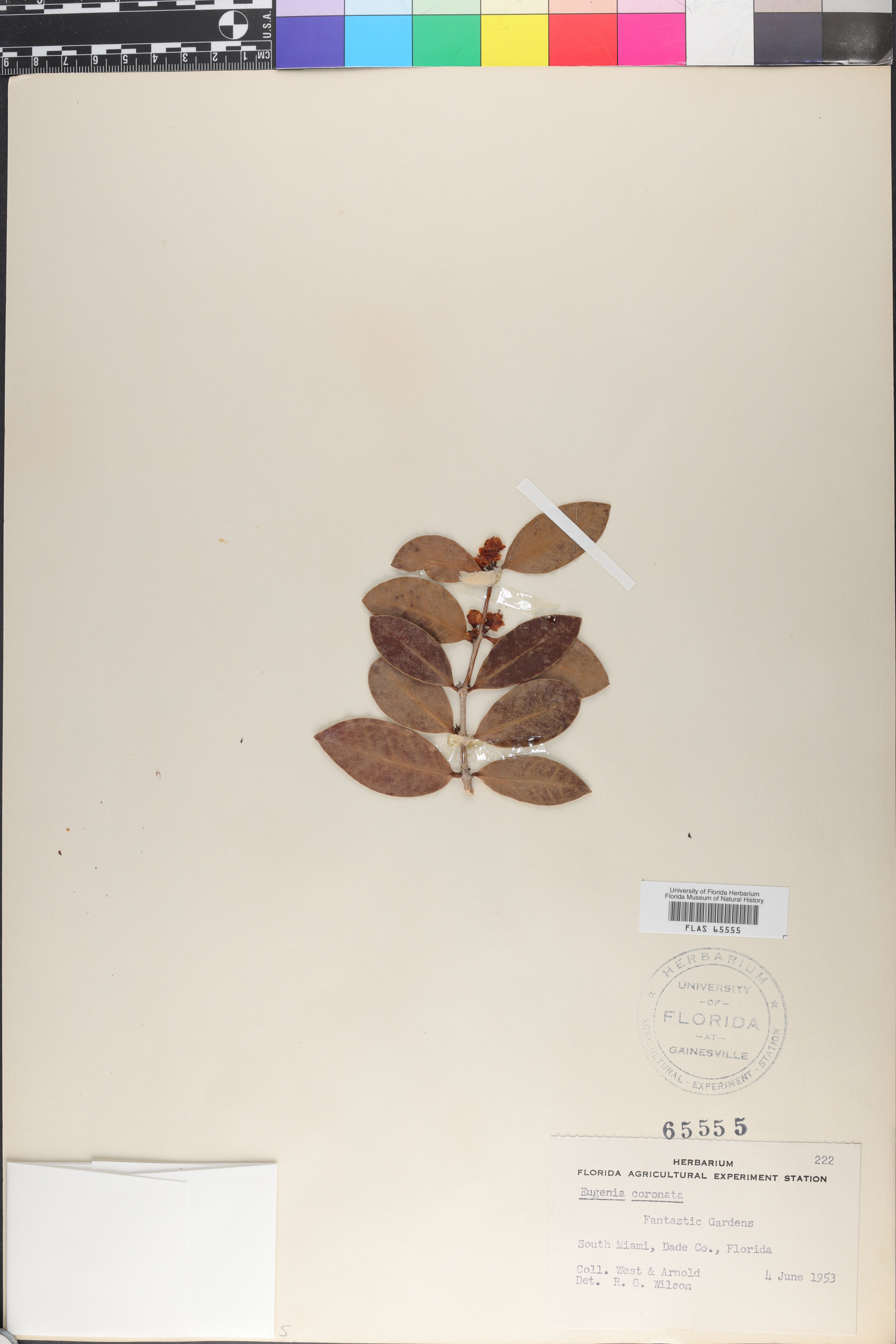 Eugenia coronata image