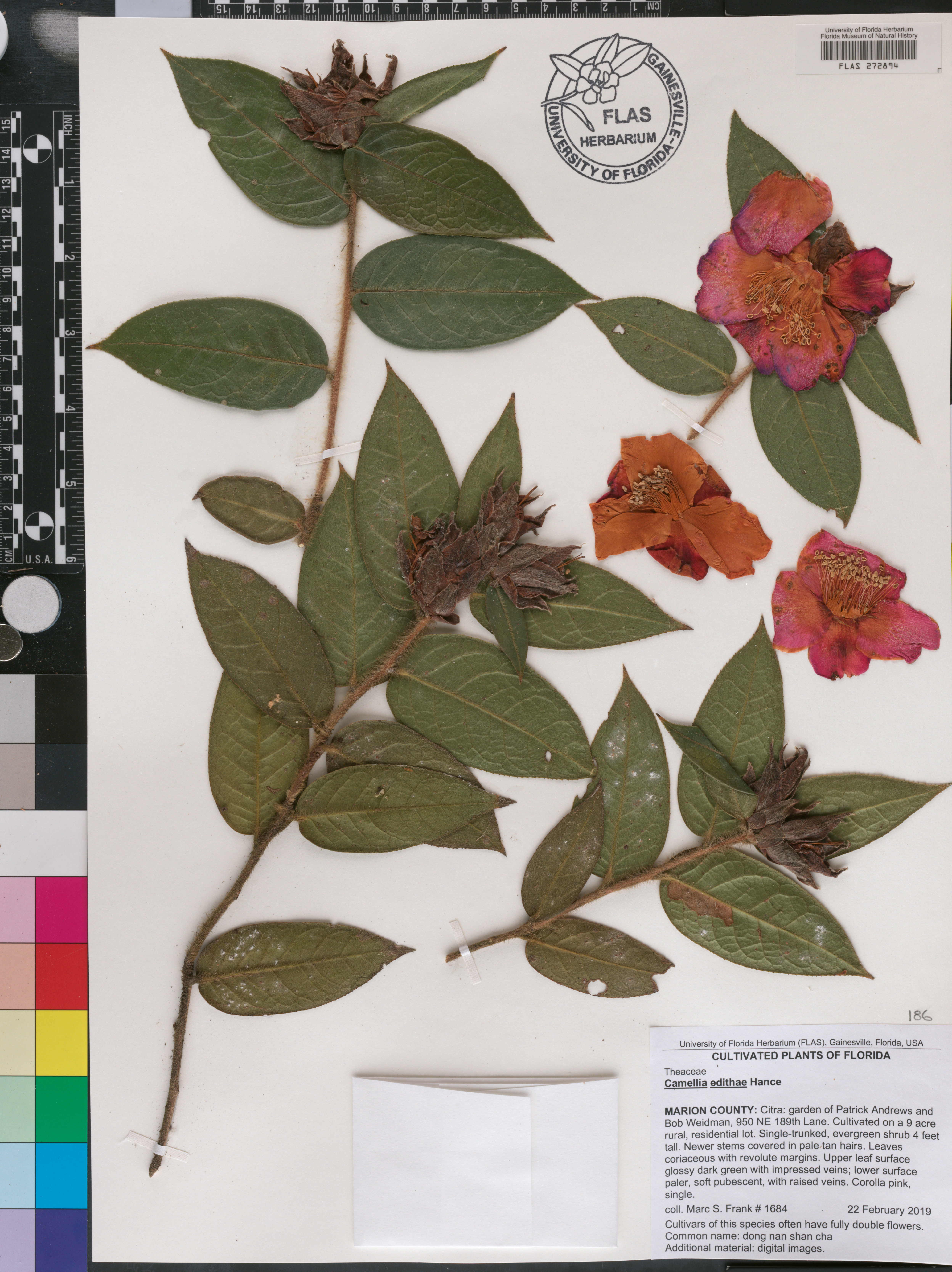 Camellia edithae image