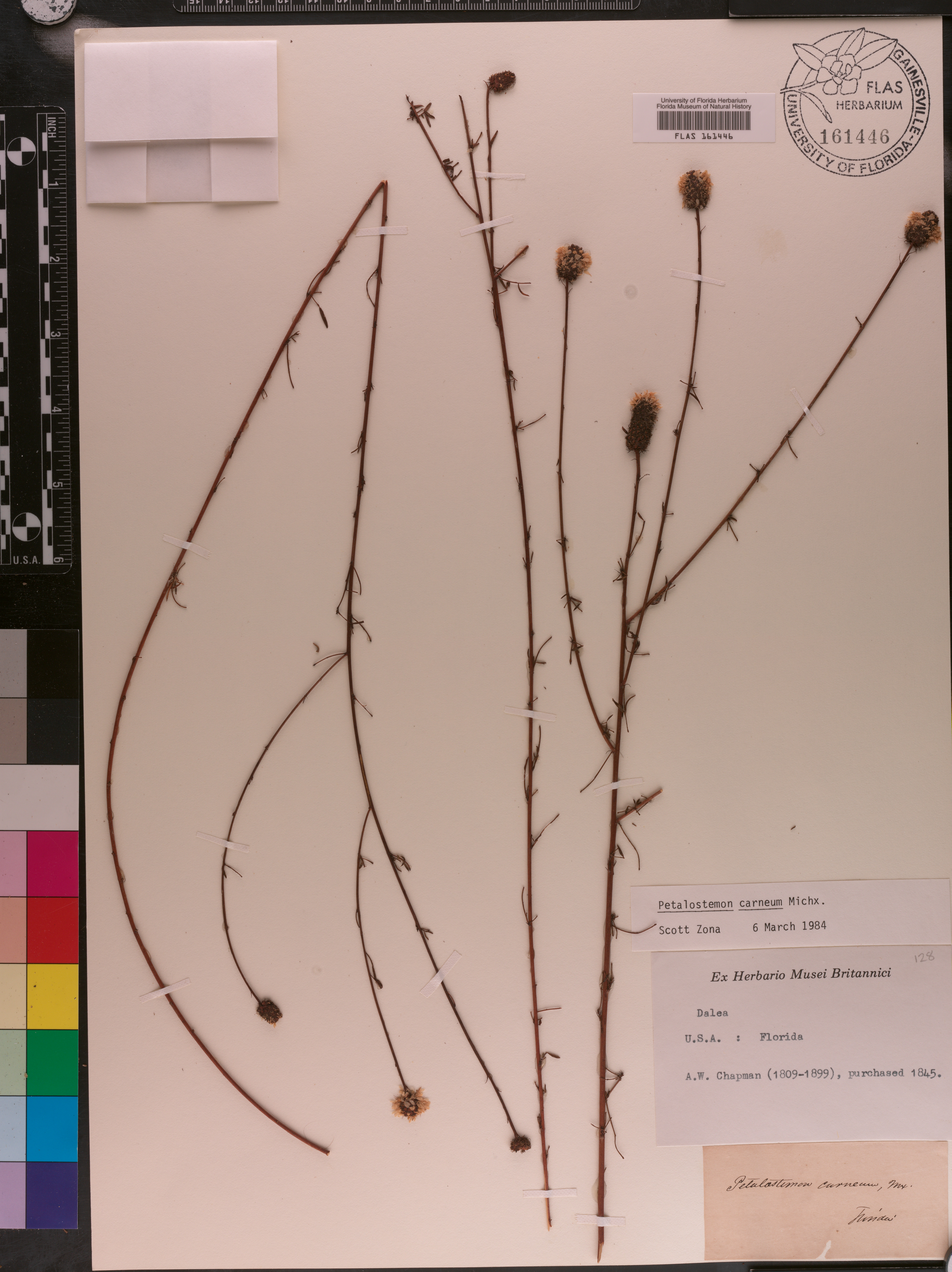 Dalea carnea var. carnea image