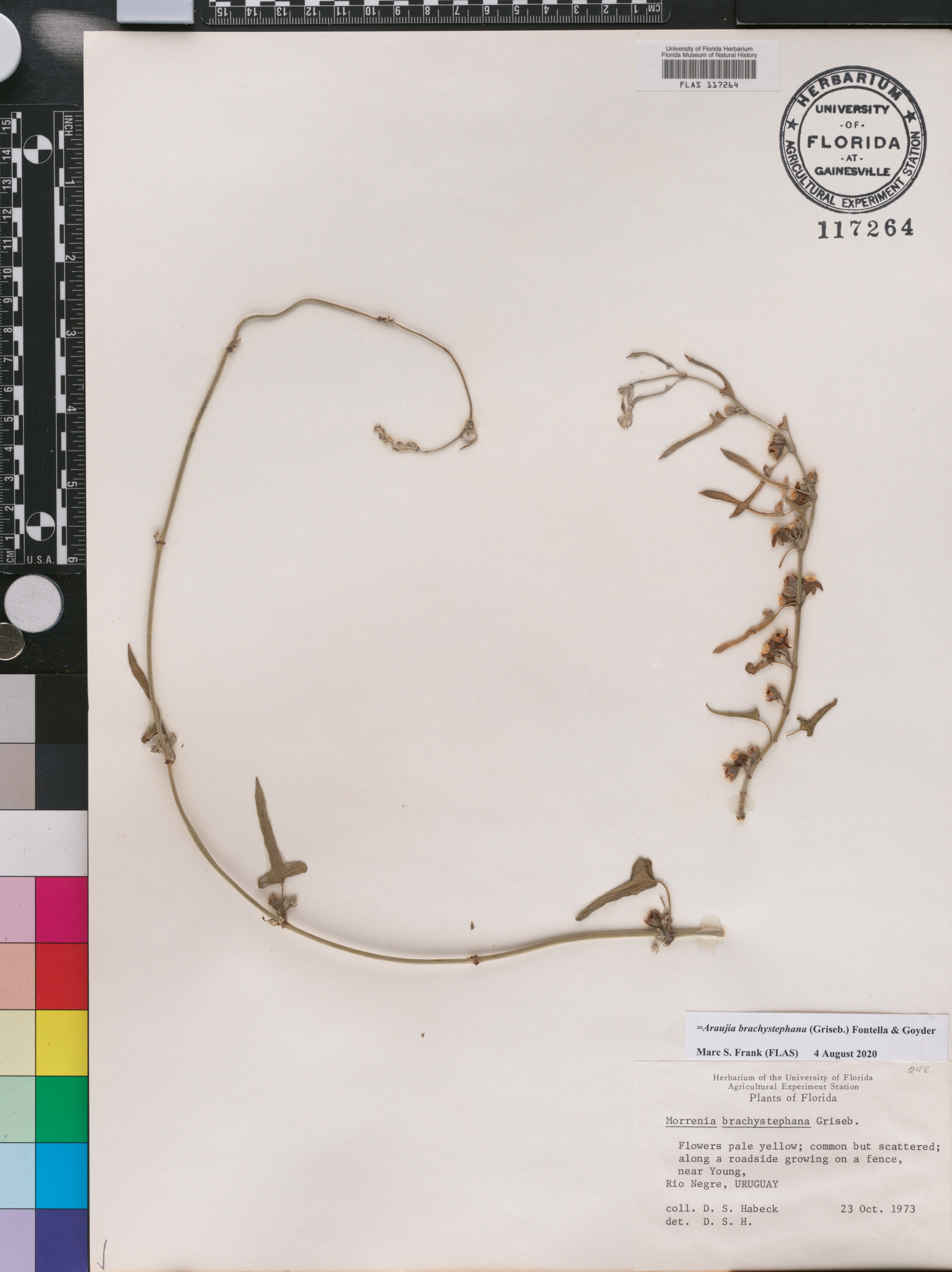 Araujia brachystephana image