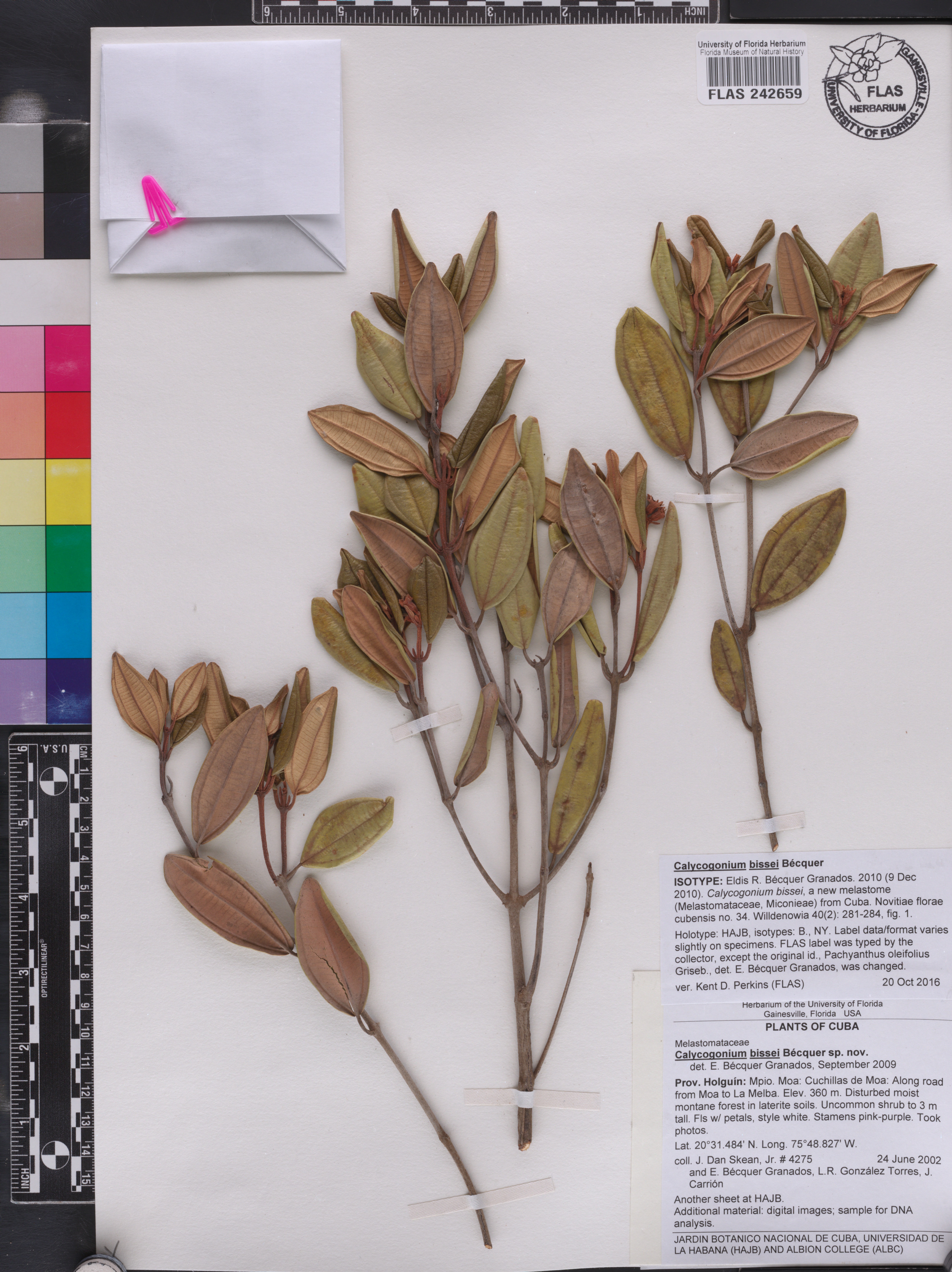Miconia bissei image