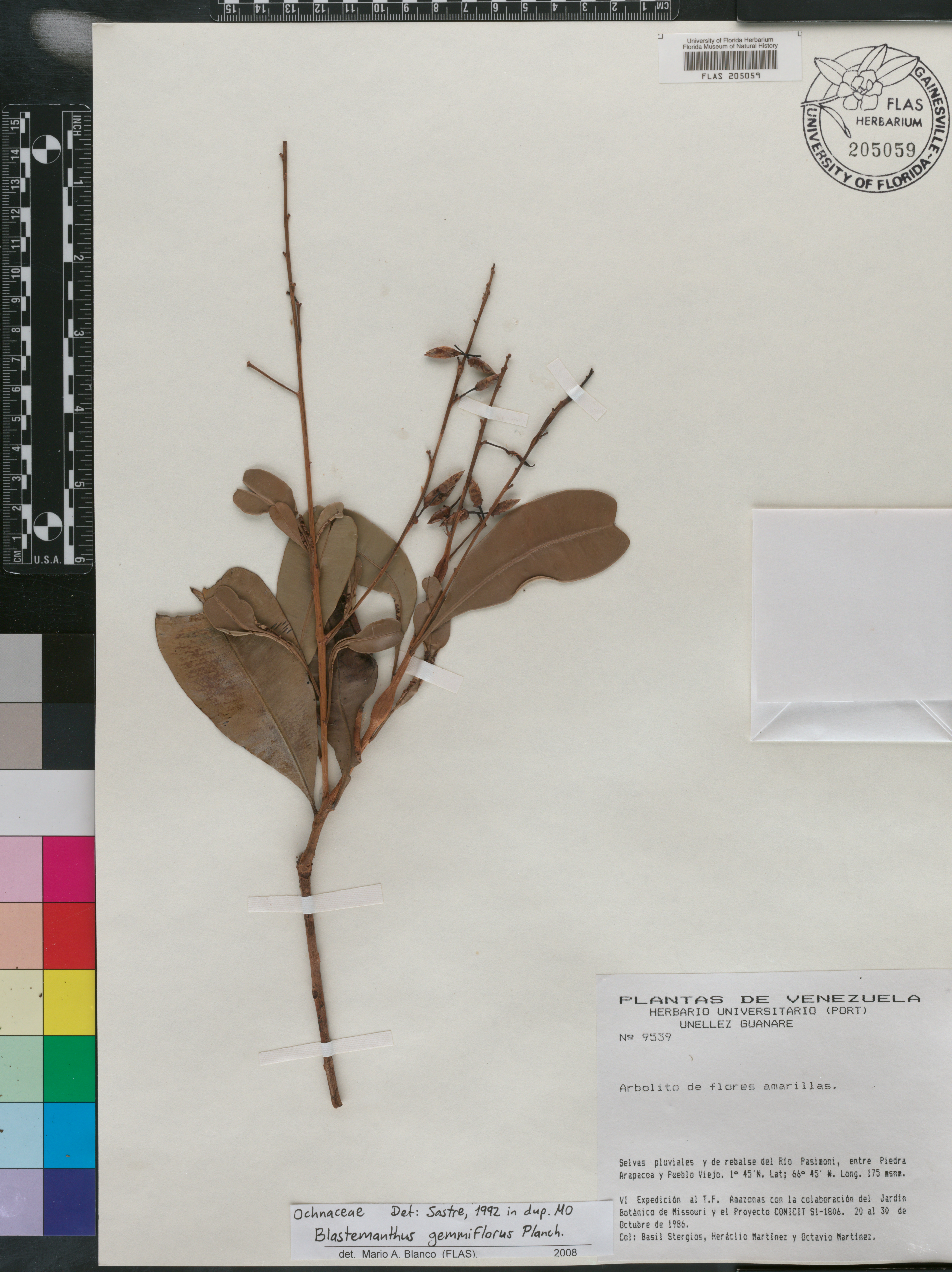 Blastemanthus image