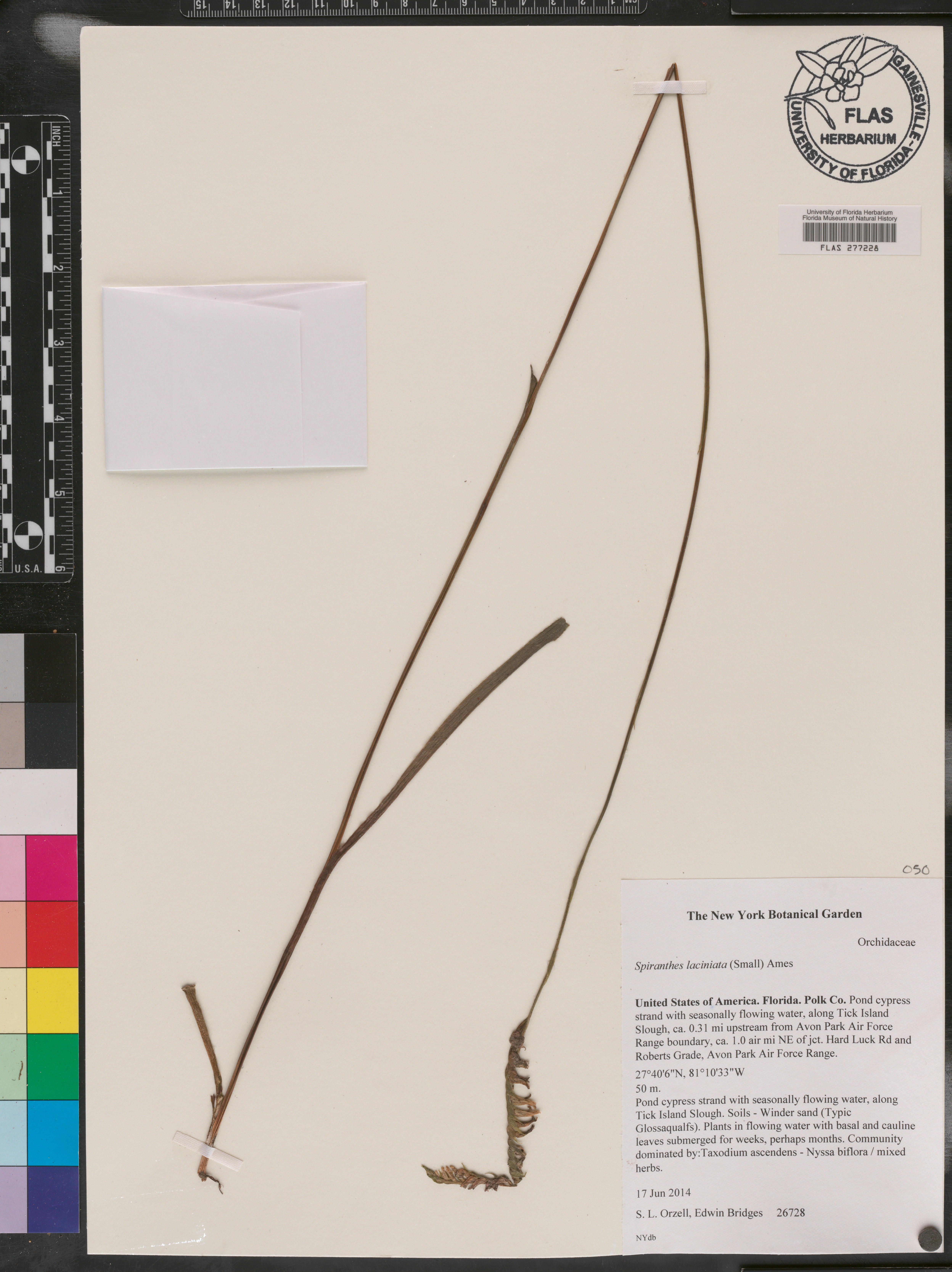 Spiranthes laciniata image