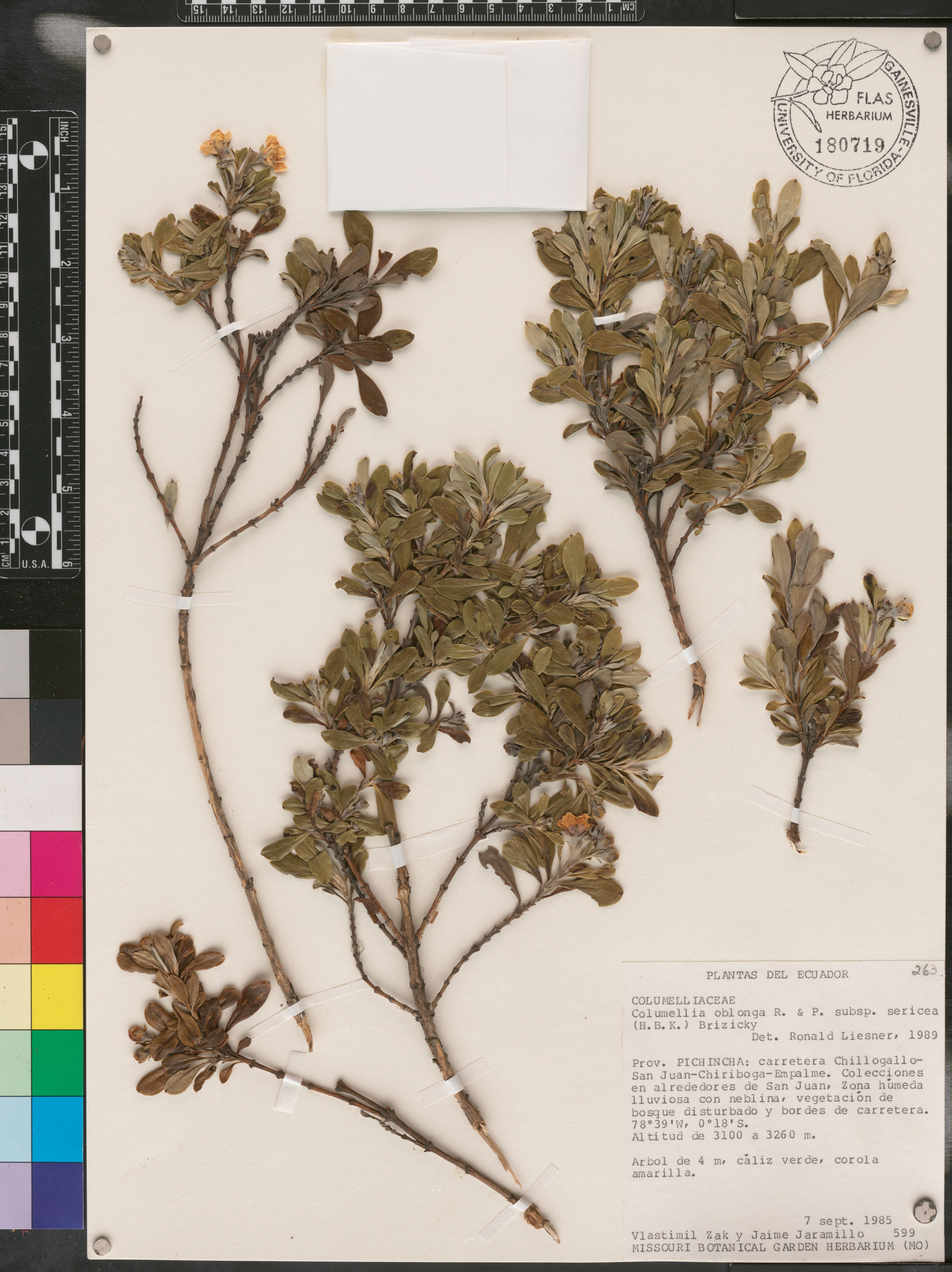 Columellia oblonga subsp. sericea image