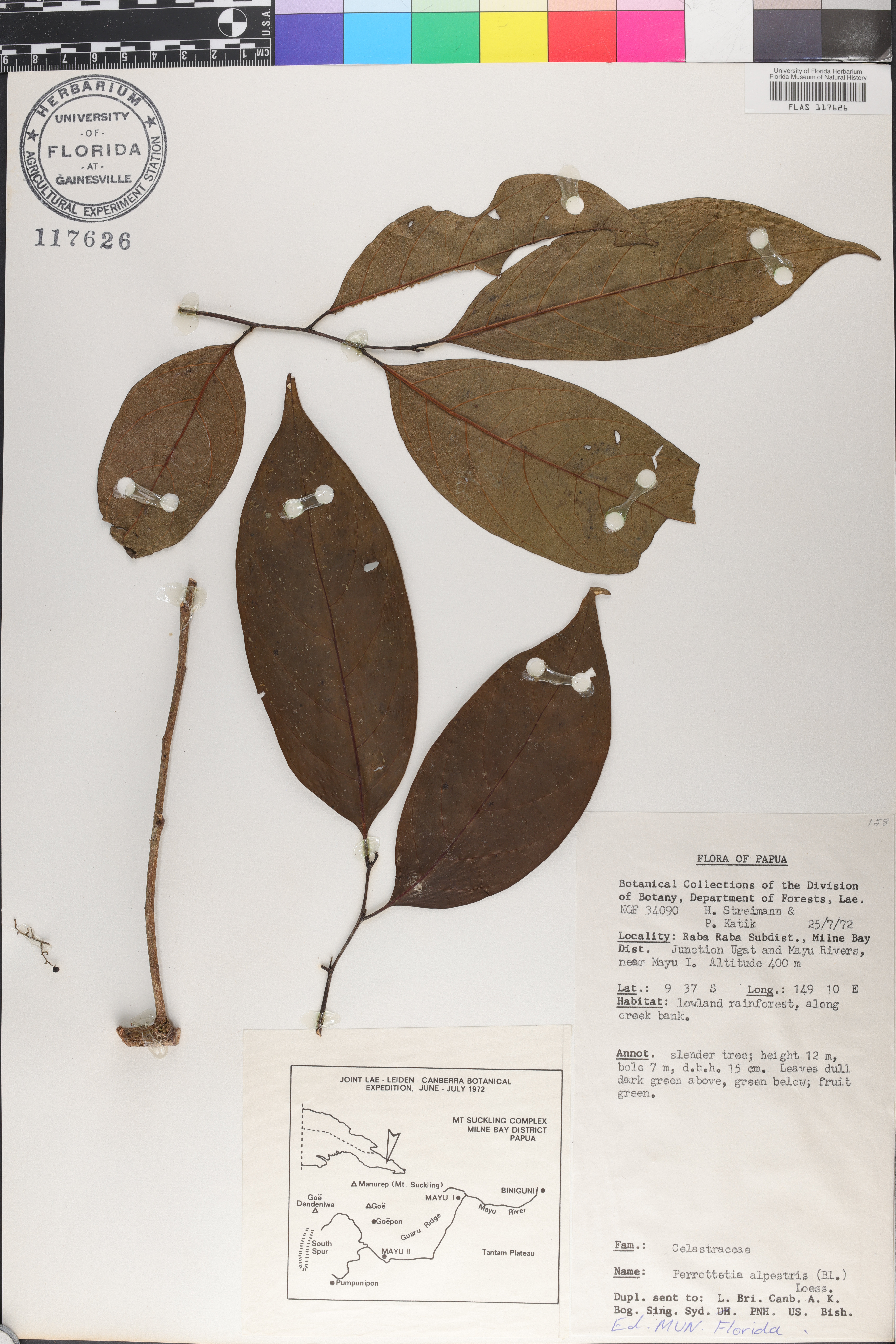 Perrottetia alpestris image