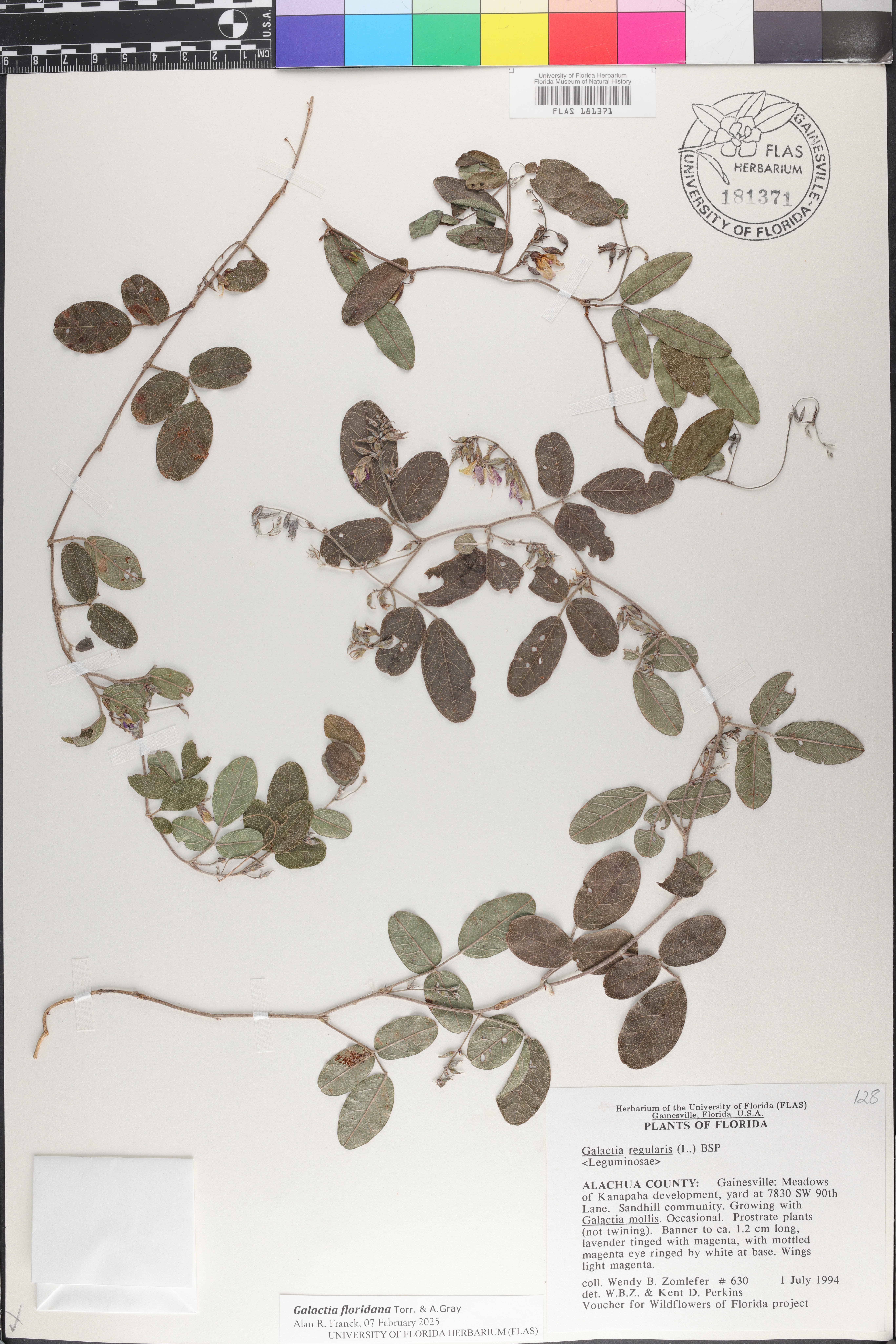 Galactia floridana image