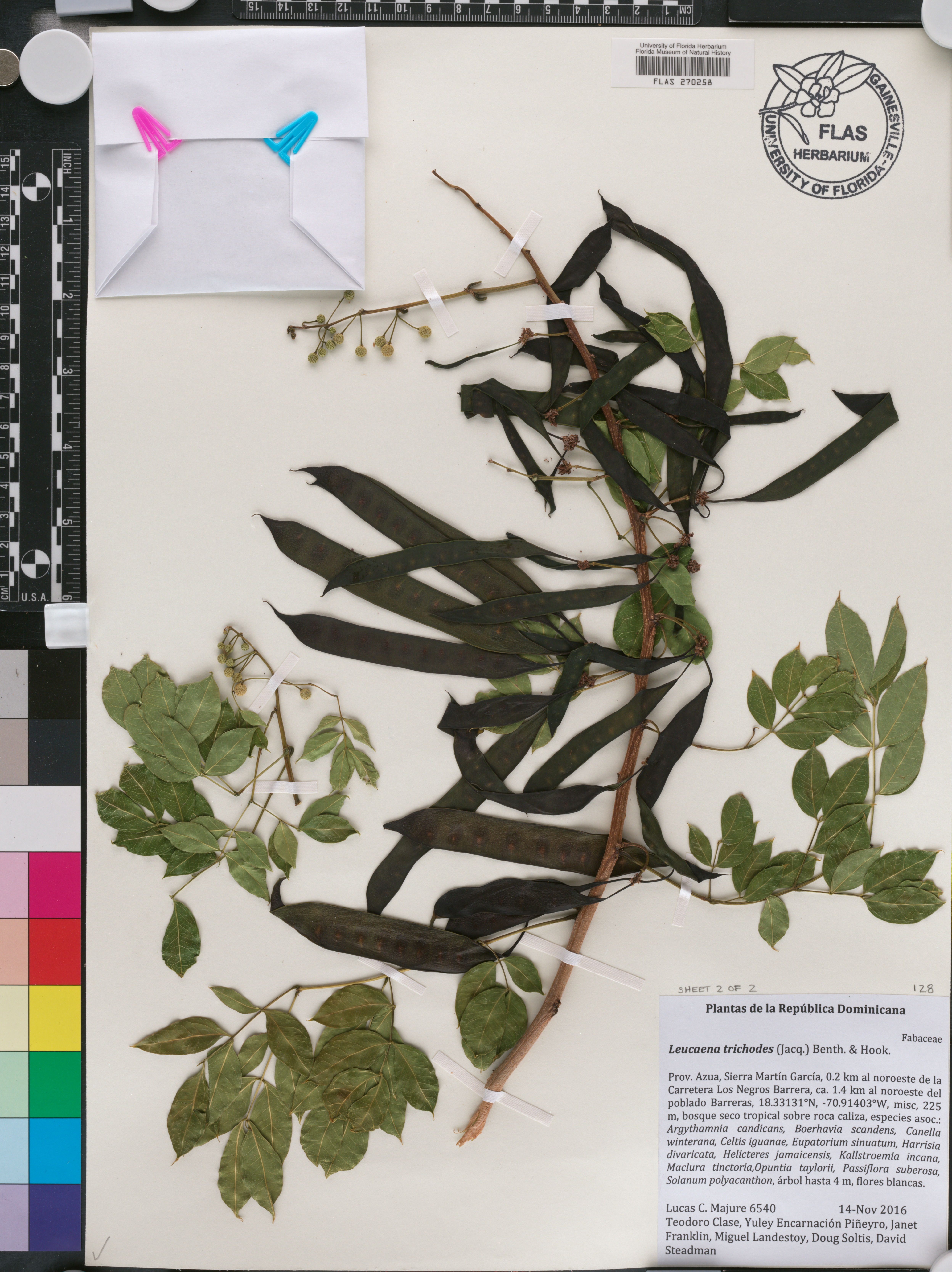 Leucaena trichodes image