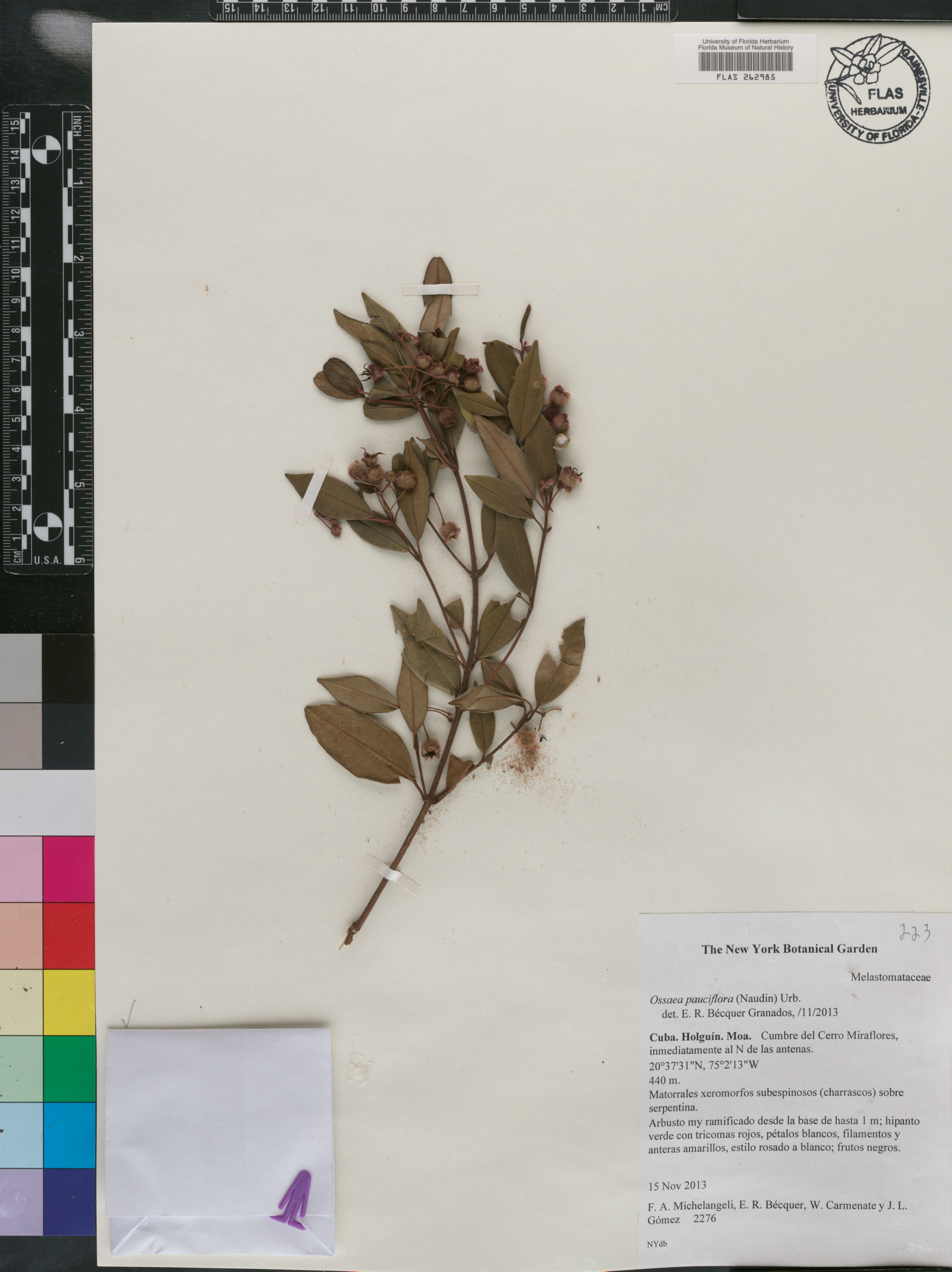 Ossaea pauciflora image