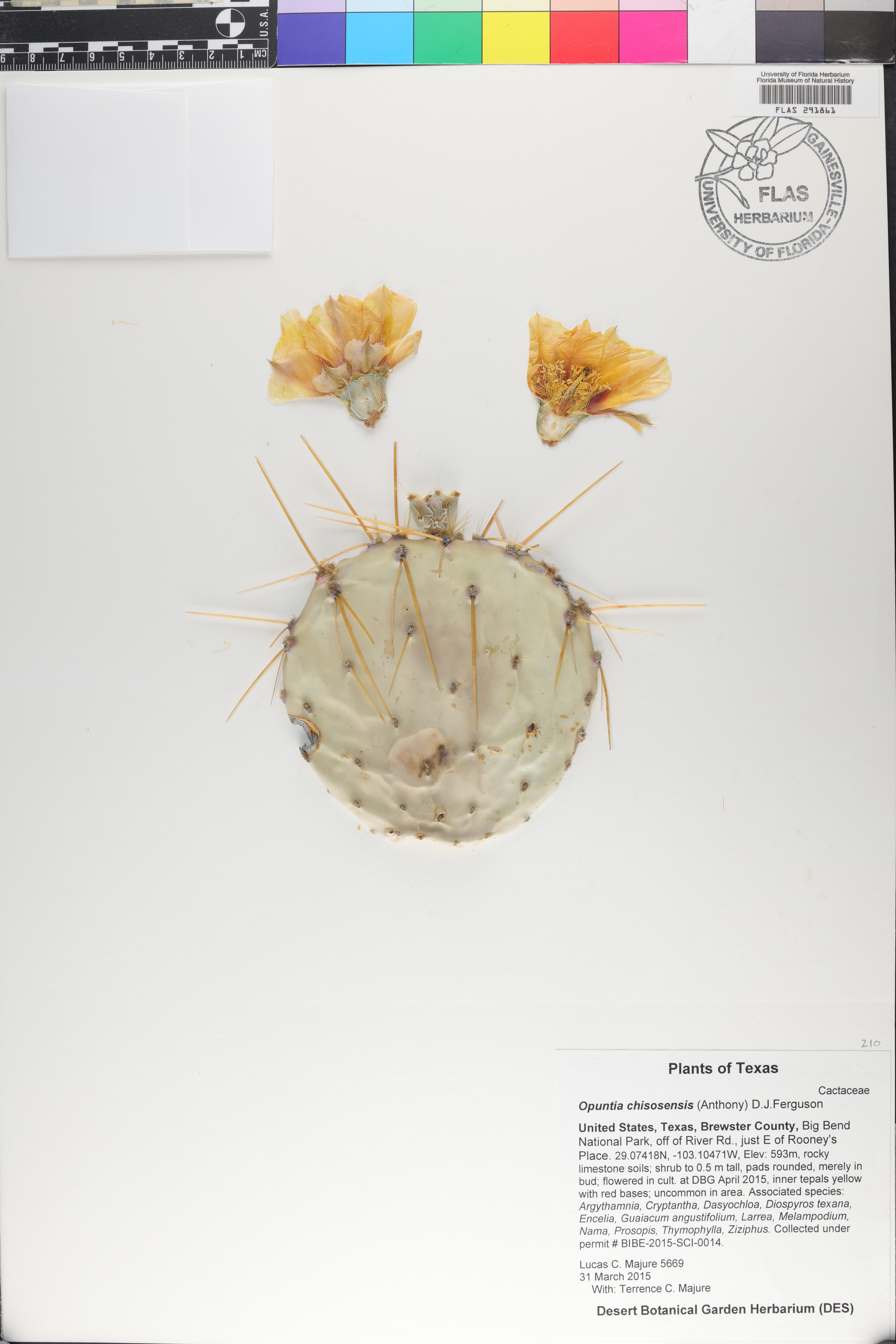 Opuntia chisosensis image