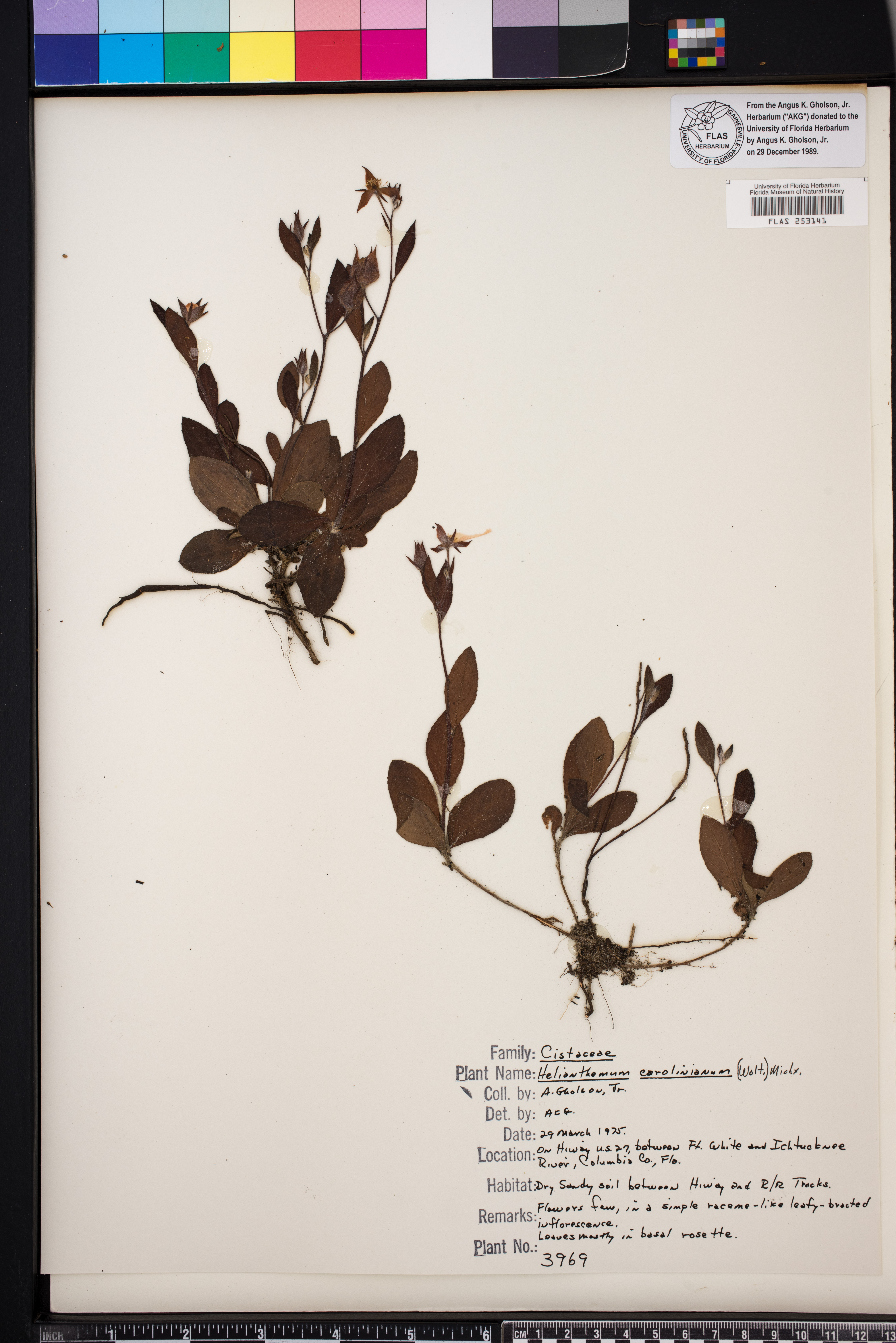 Helianthemum carolinianum image