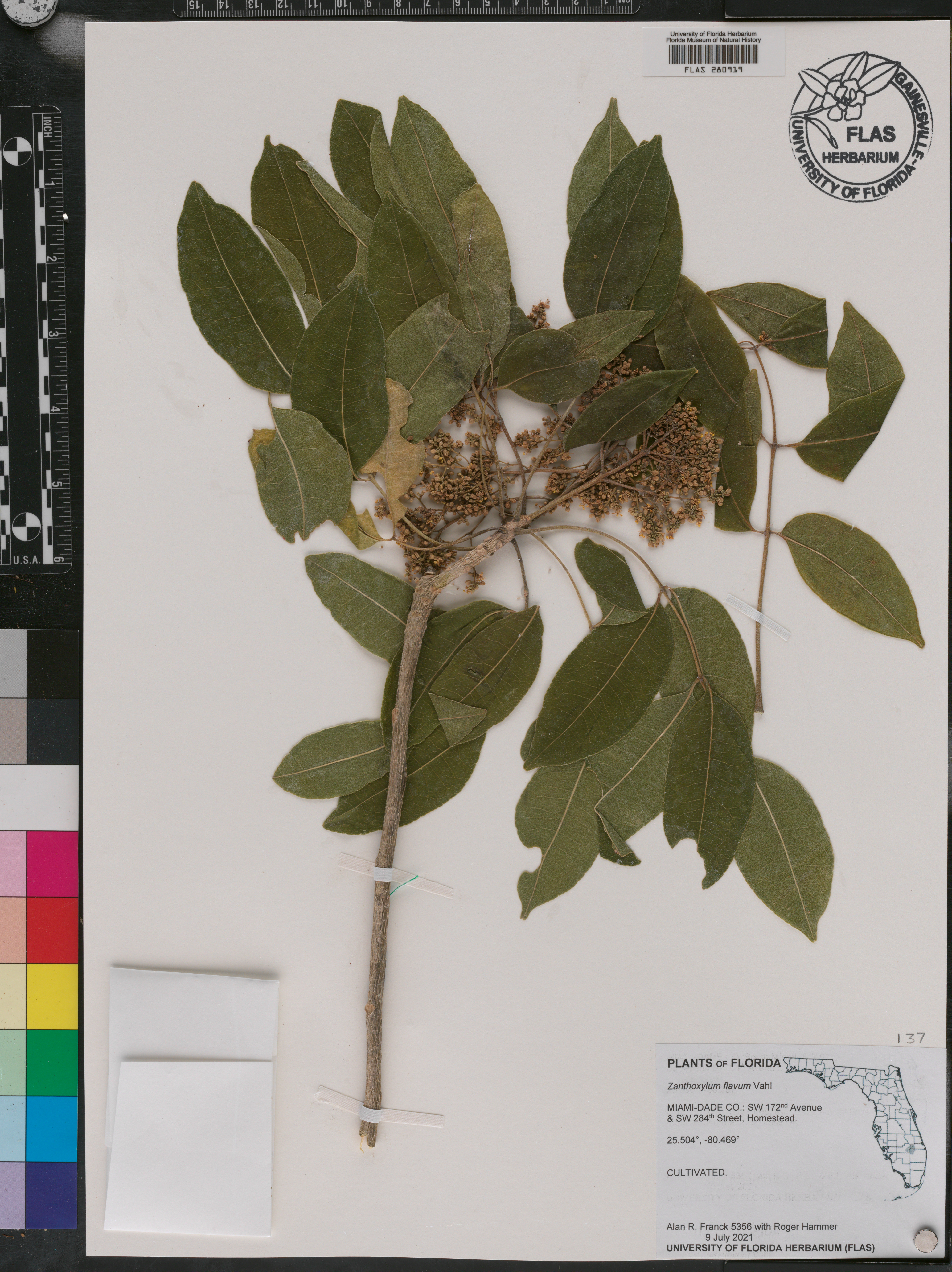 Zanthoxylum flavum image