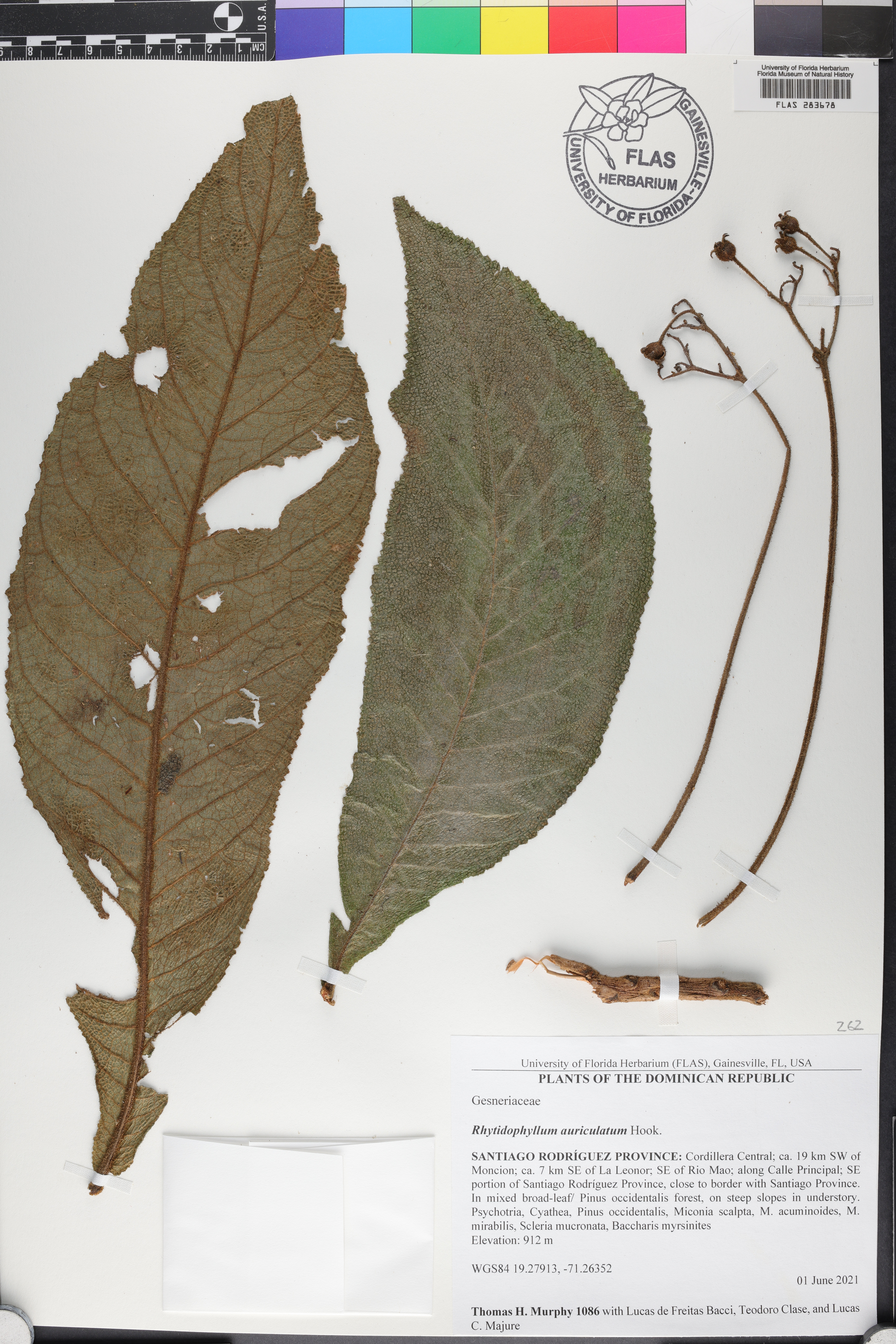 Rhytidophyllum auriculatum image