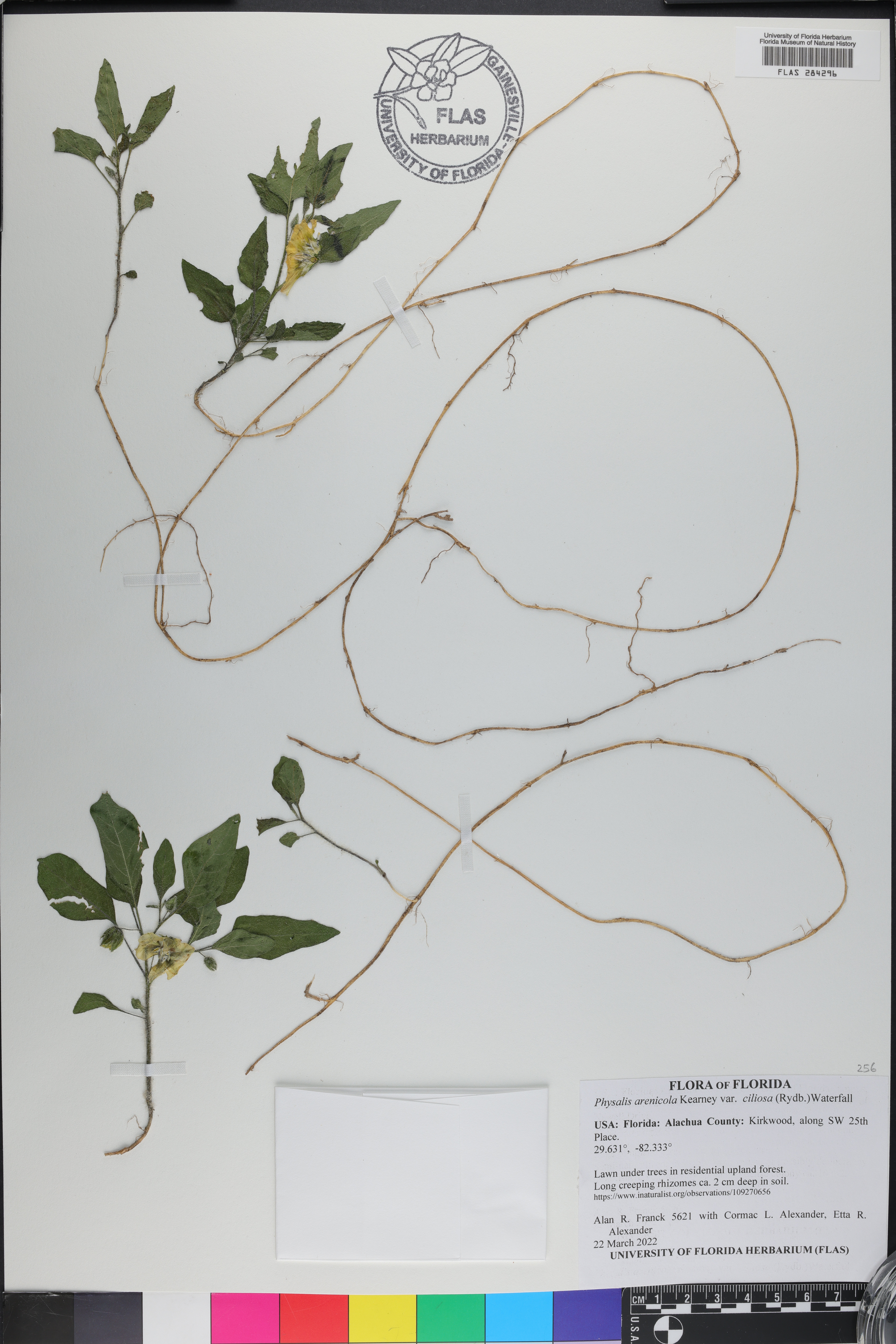 Physalis arenicola image