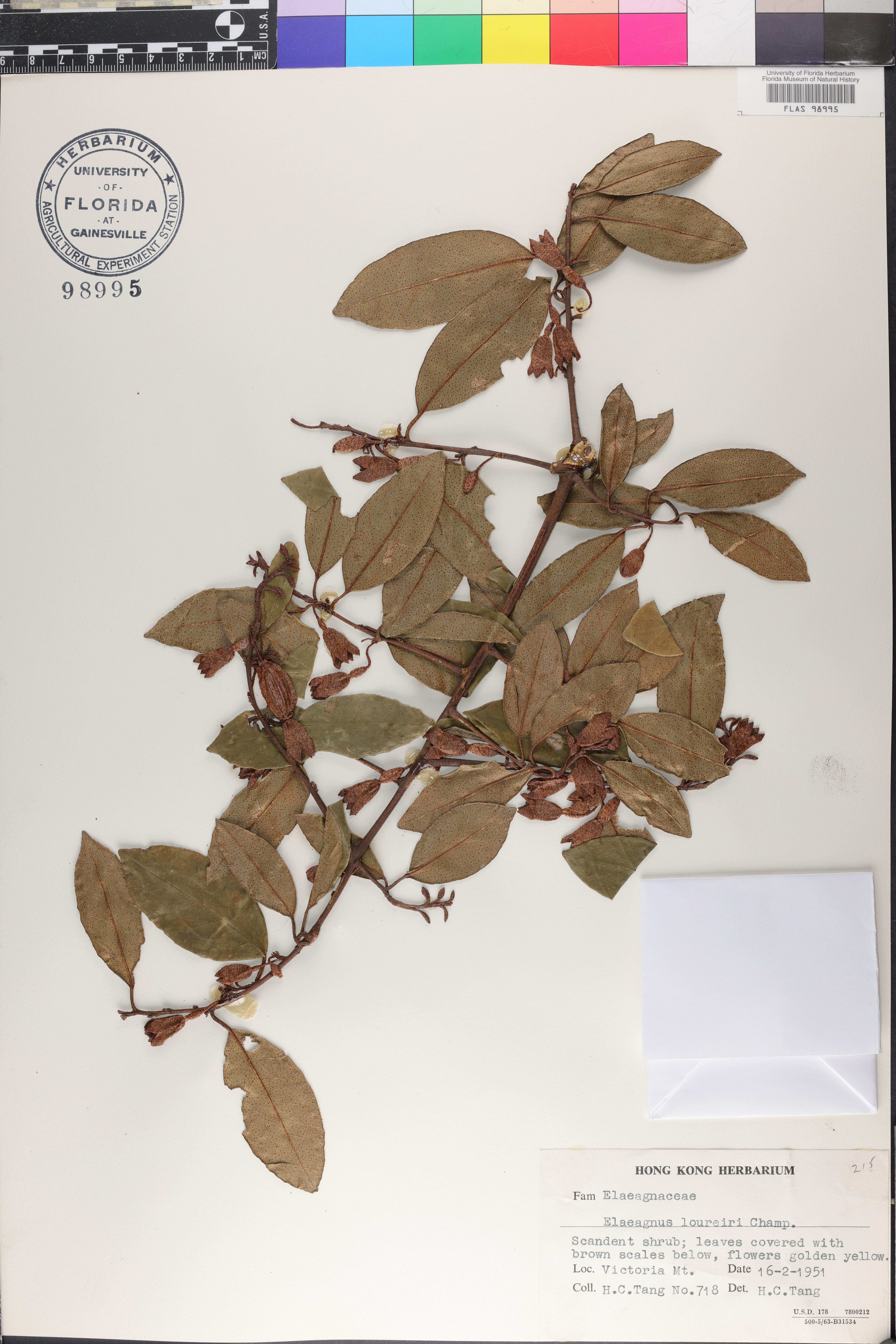 Elaeagnus loureiroi image