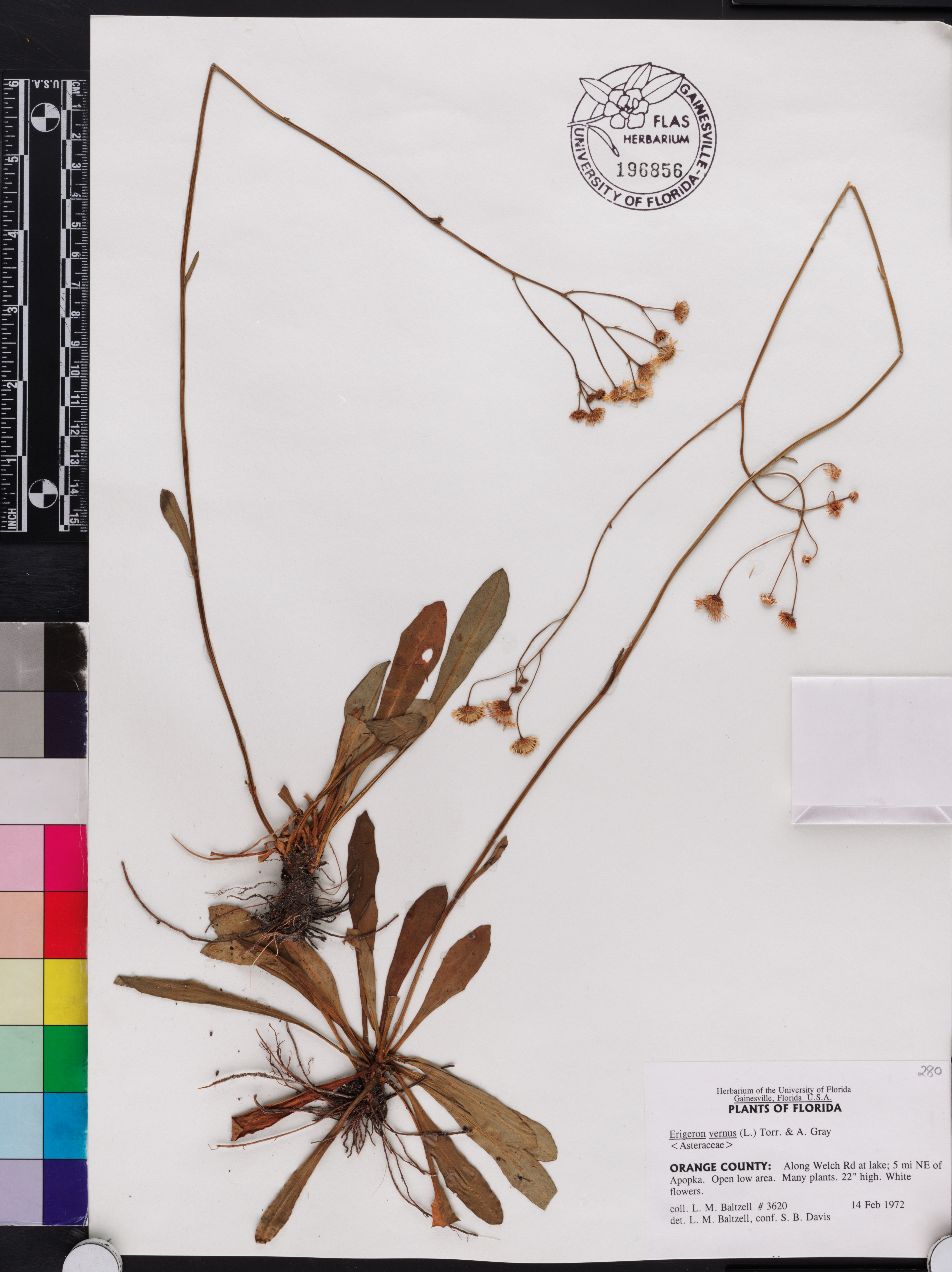Erigeron vernus image