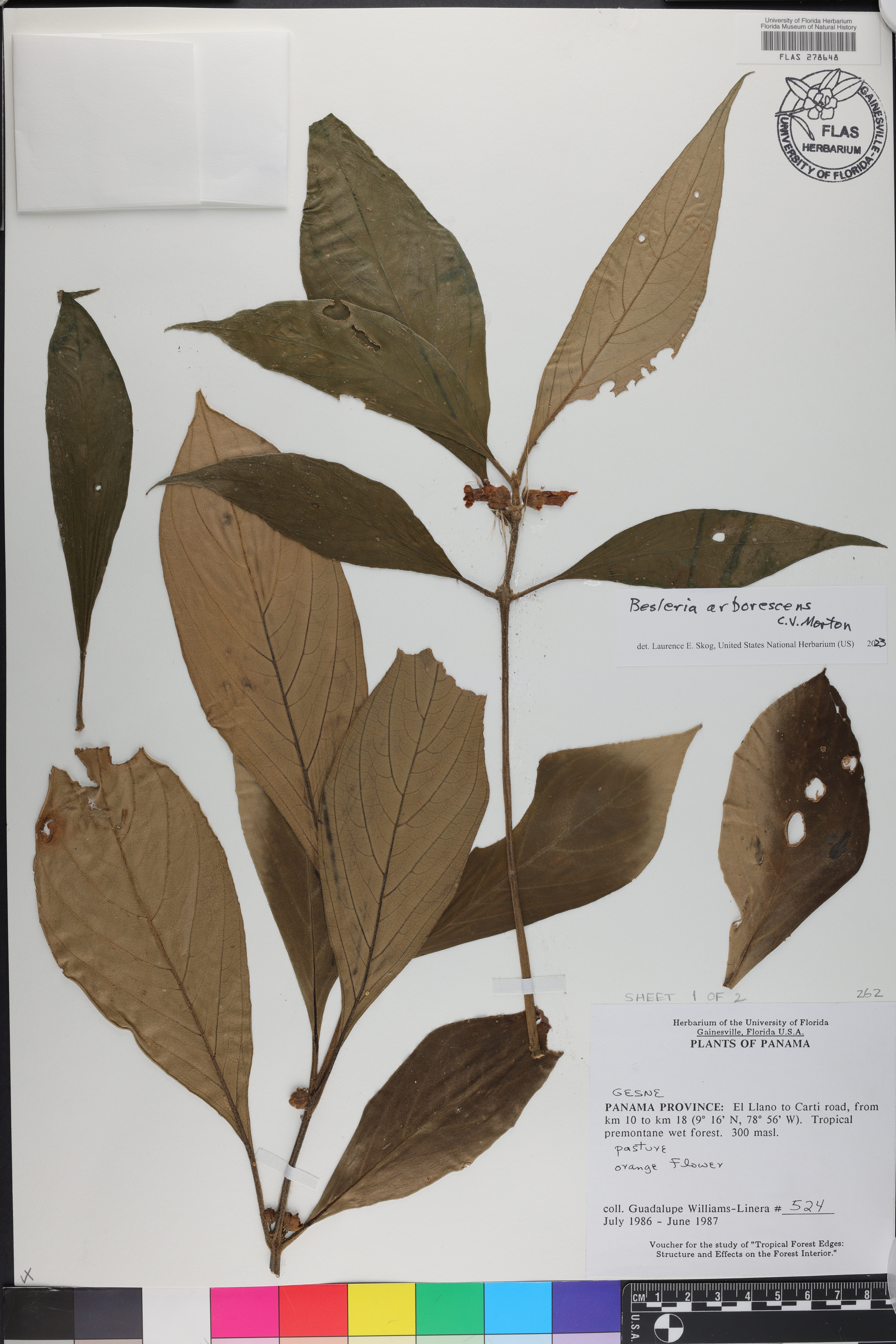 Besleria arborescens image