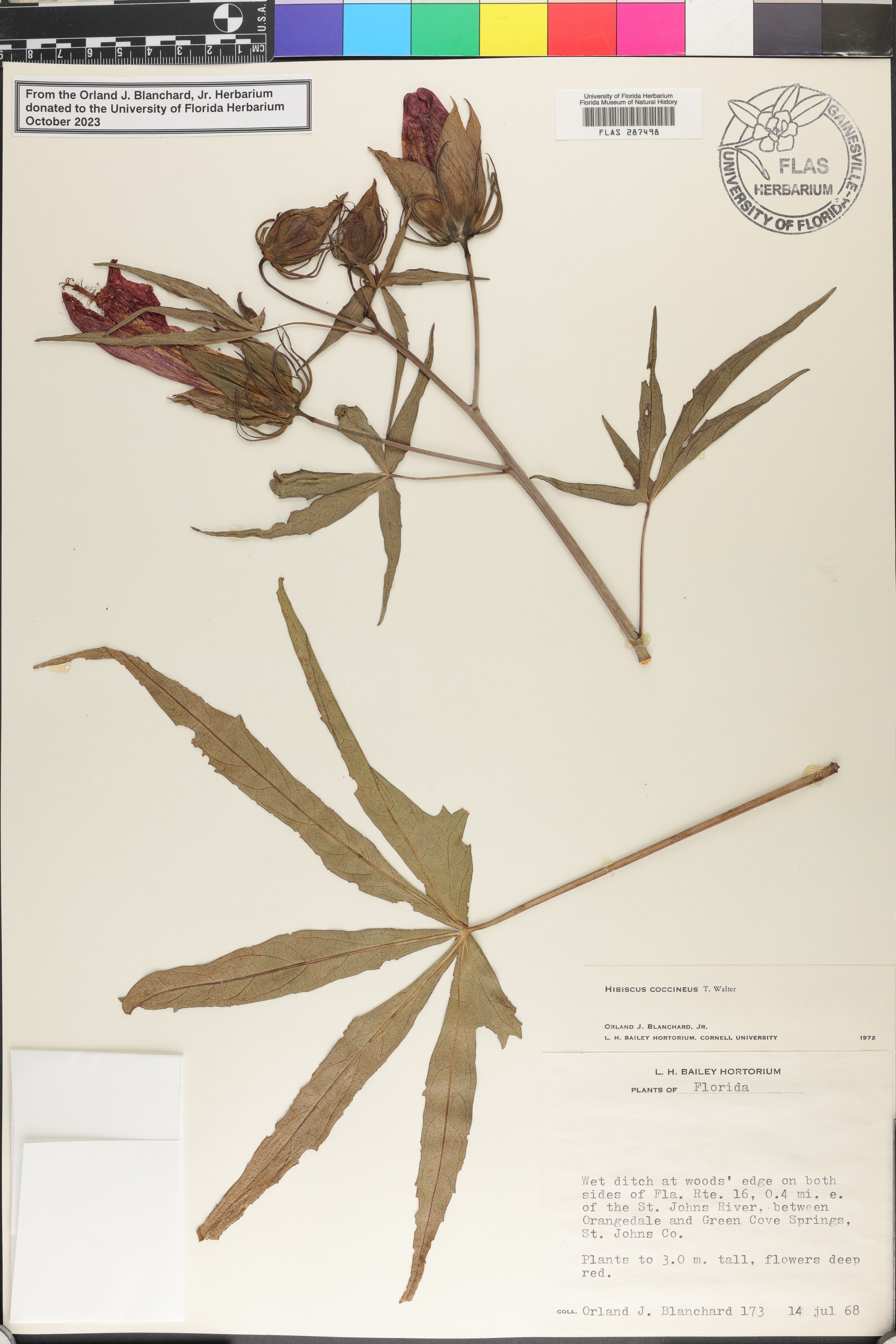 Hibiscus coccineus image