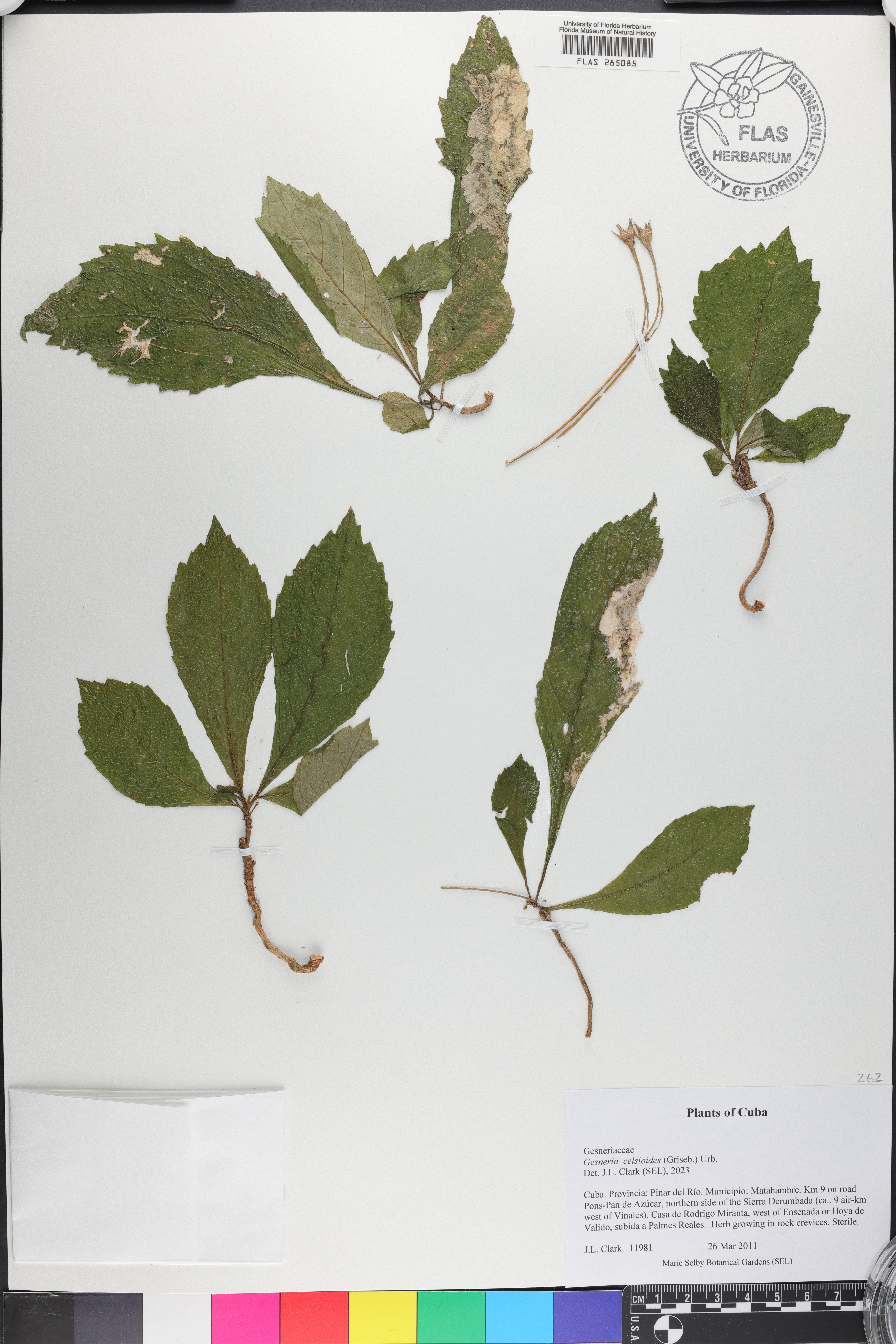 Gesneria humilis image