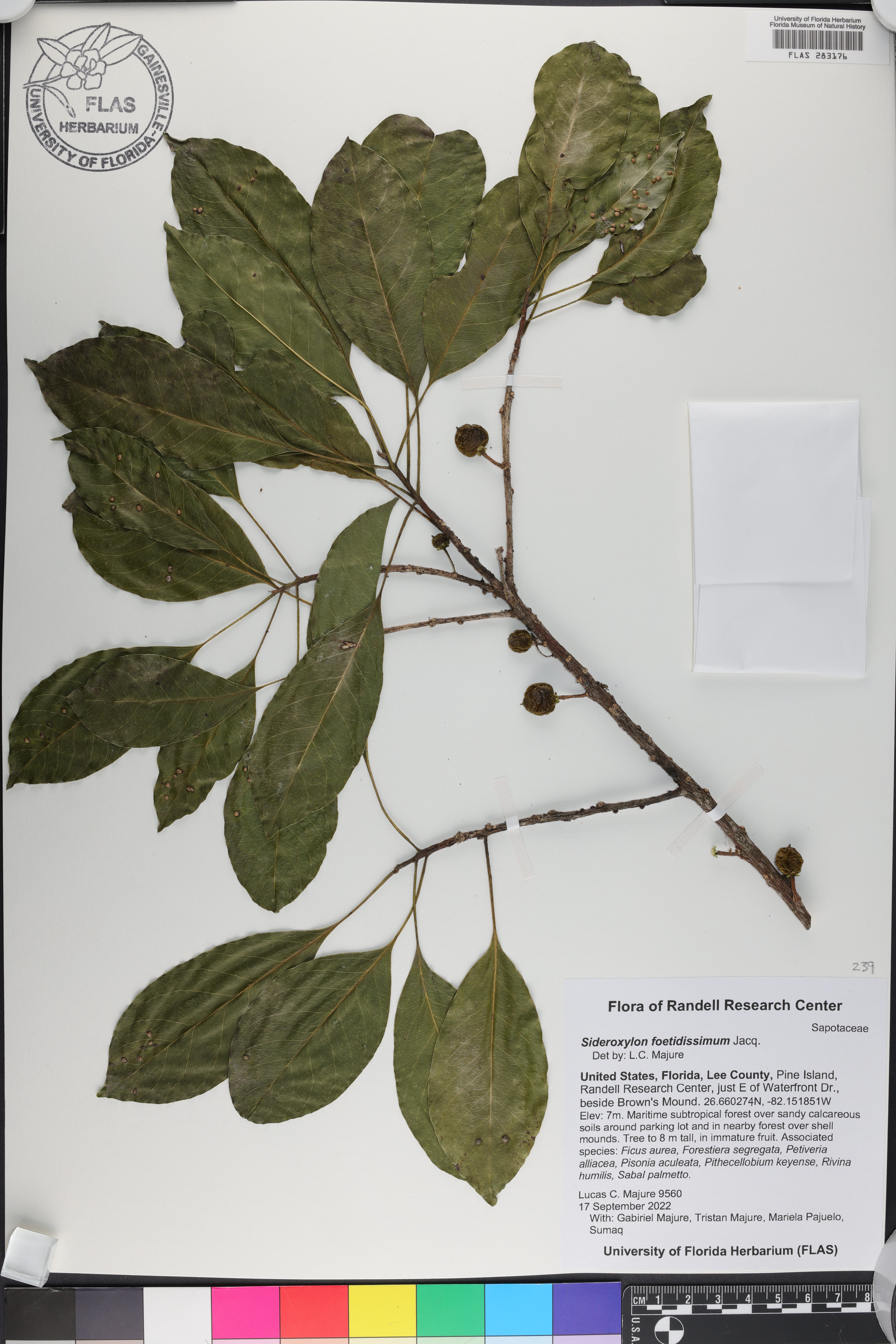 Sideroxylon foetidissimum image