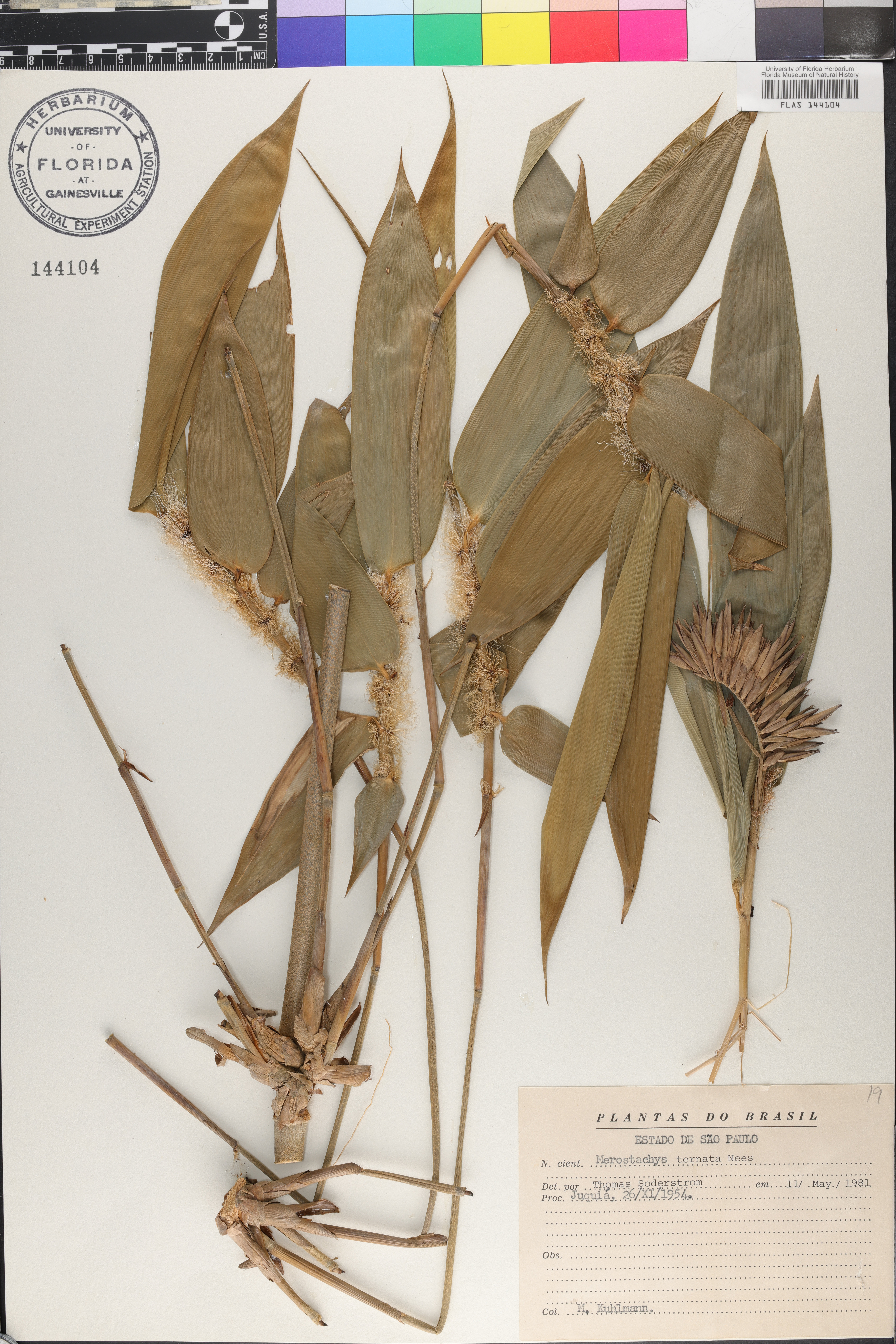 Merostachys ternata image