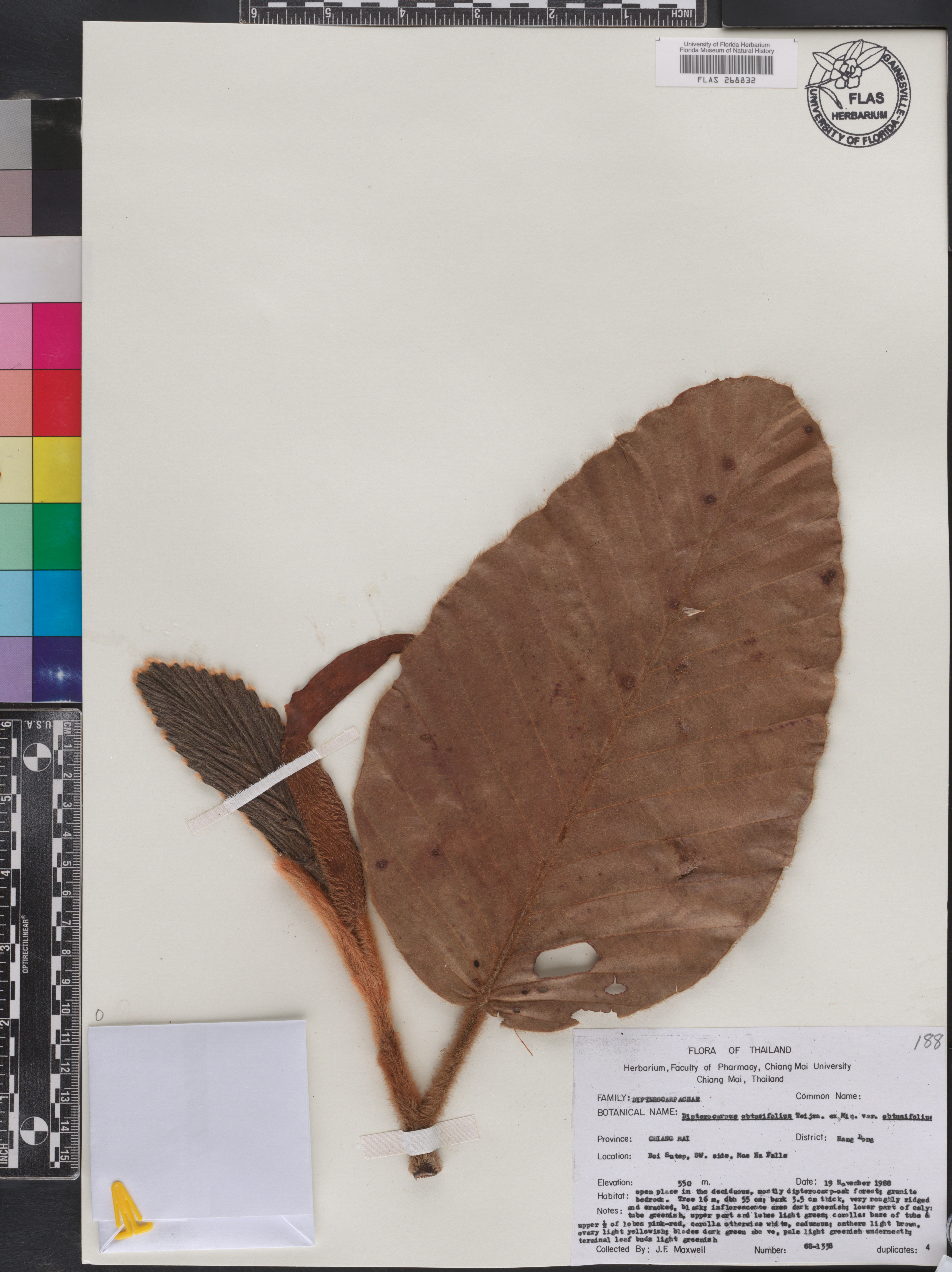 Dipterocarpus obtusifolius image