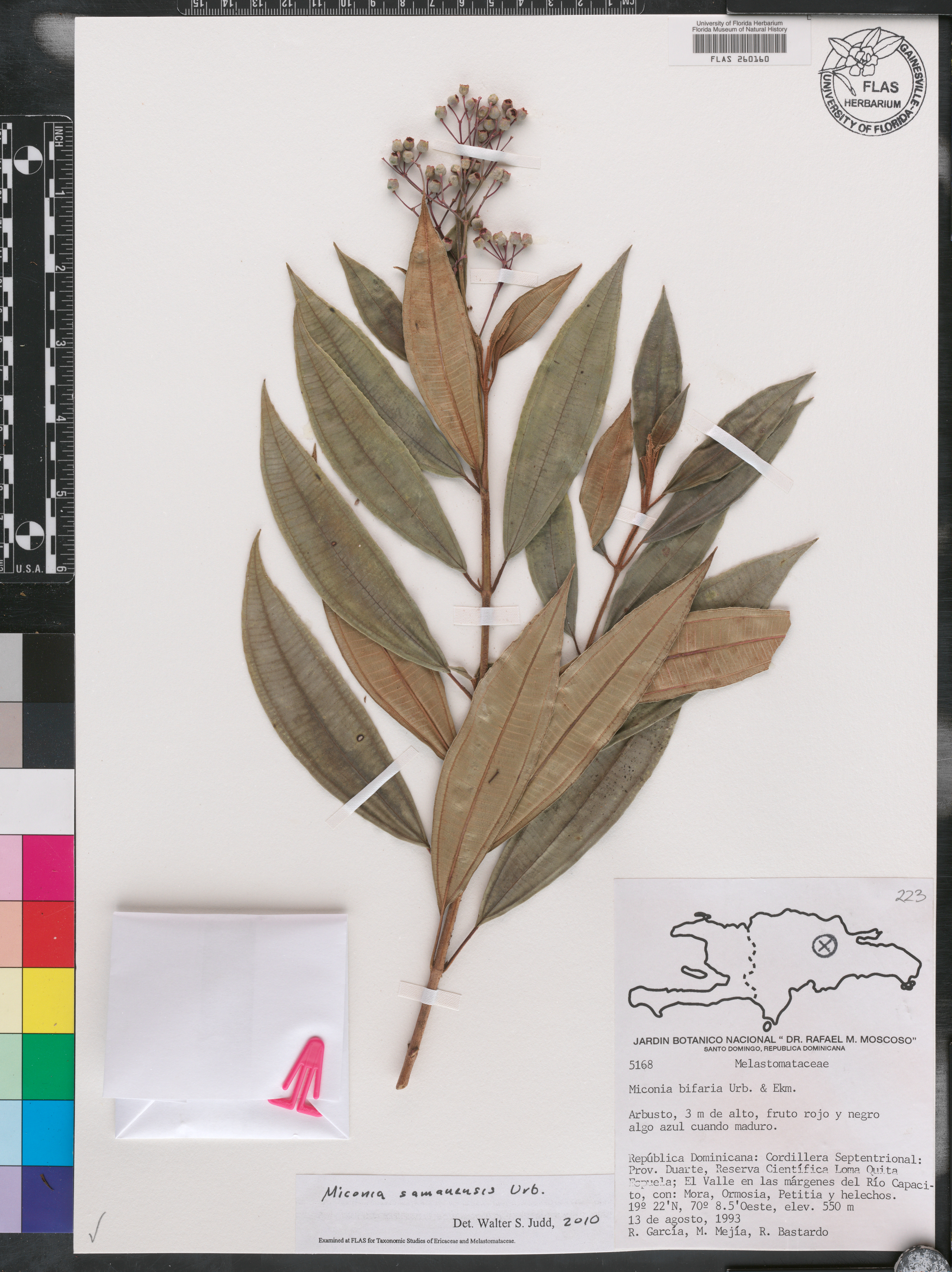 Miconia samanensis image