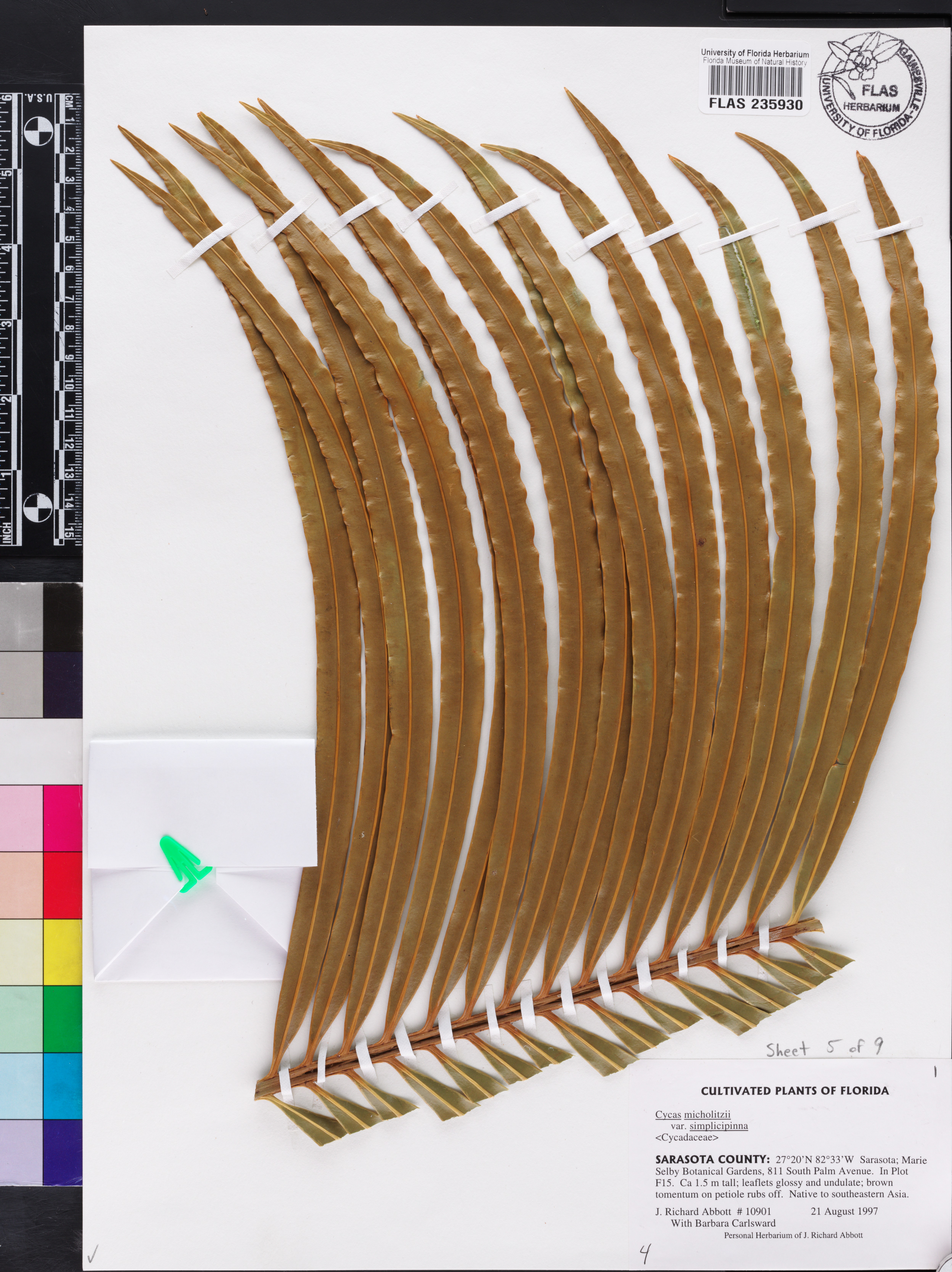 Cycas simplicipinna image