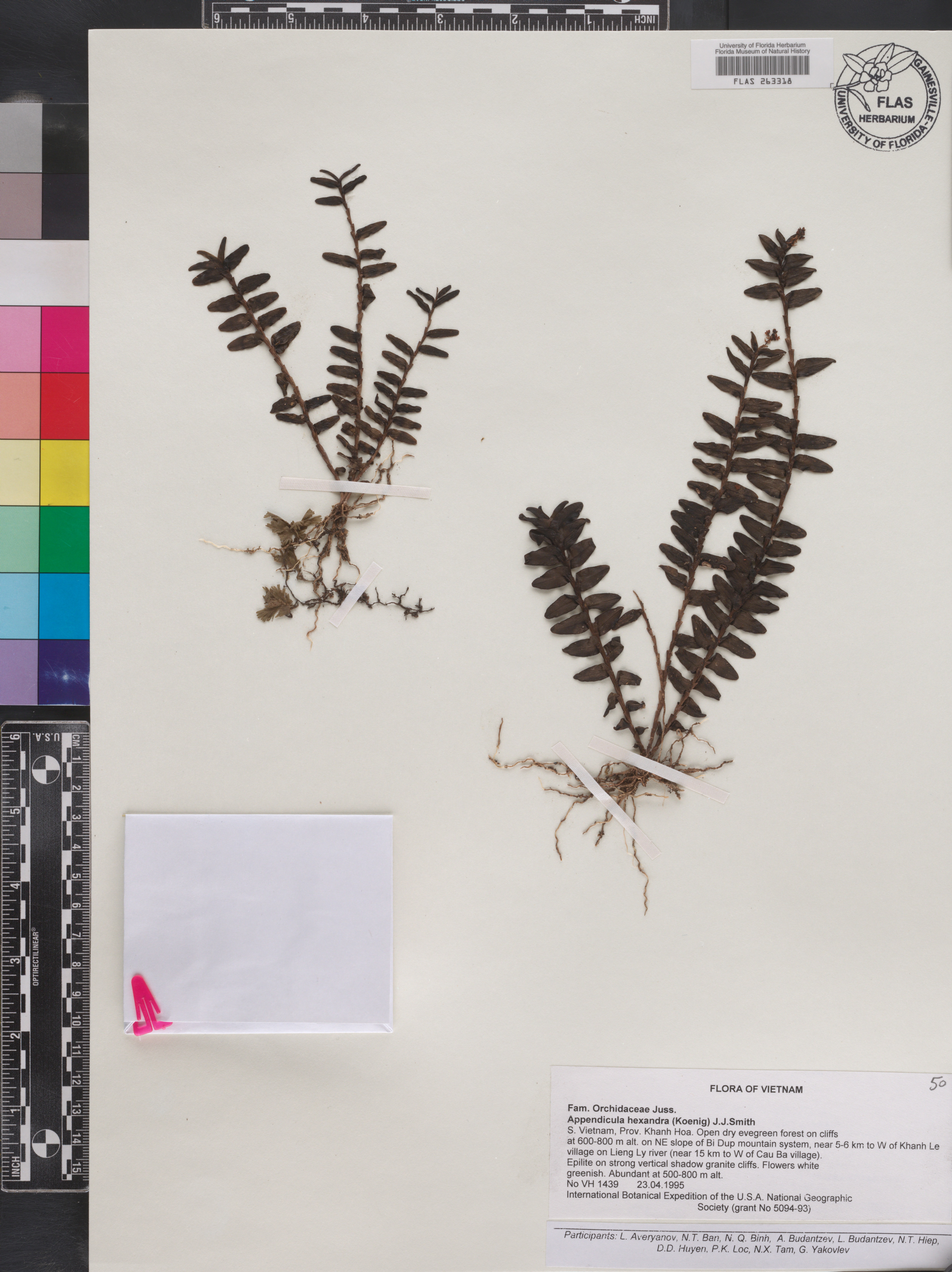 Appendicula hexandra image