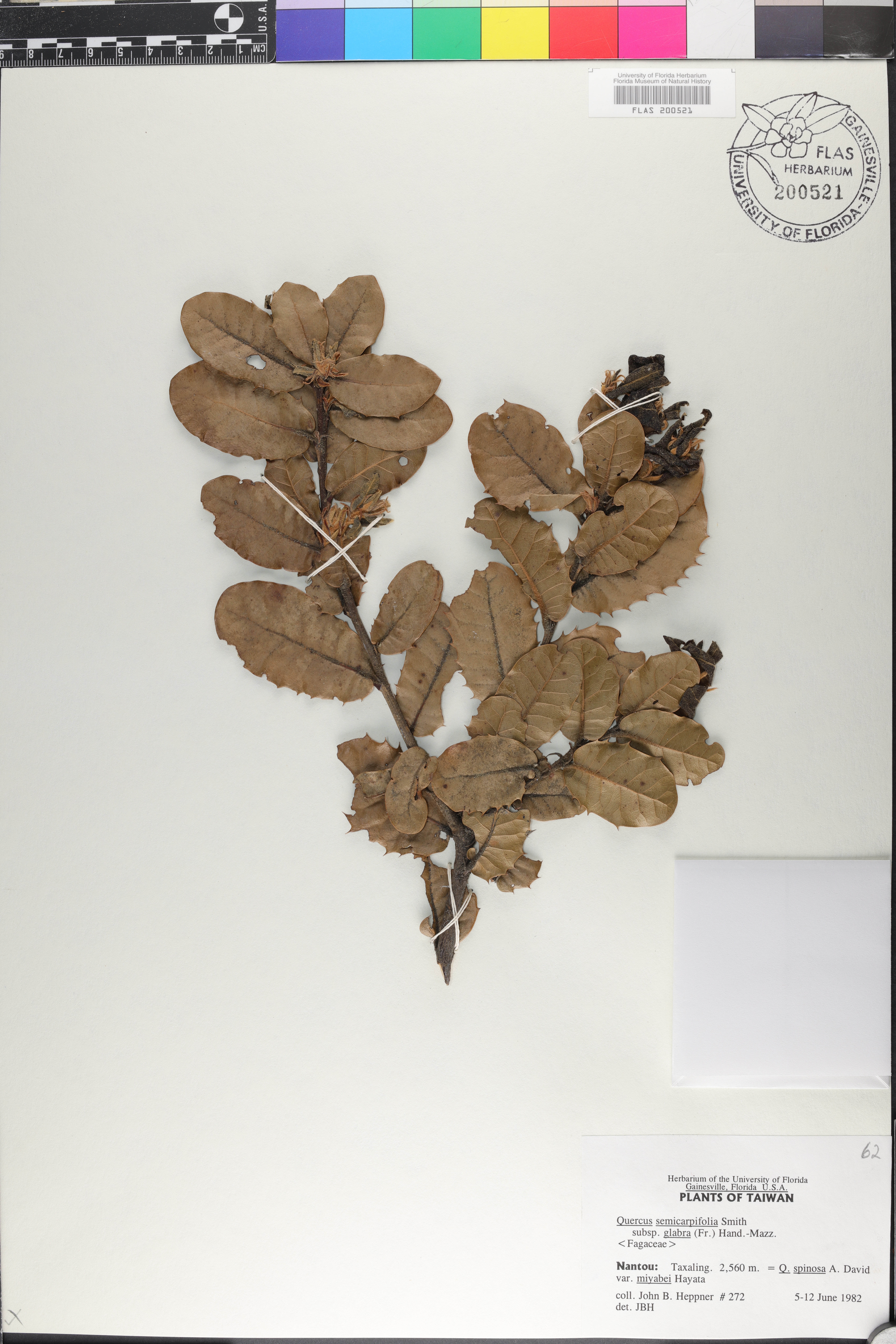 Quercus semecarpifolia image